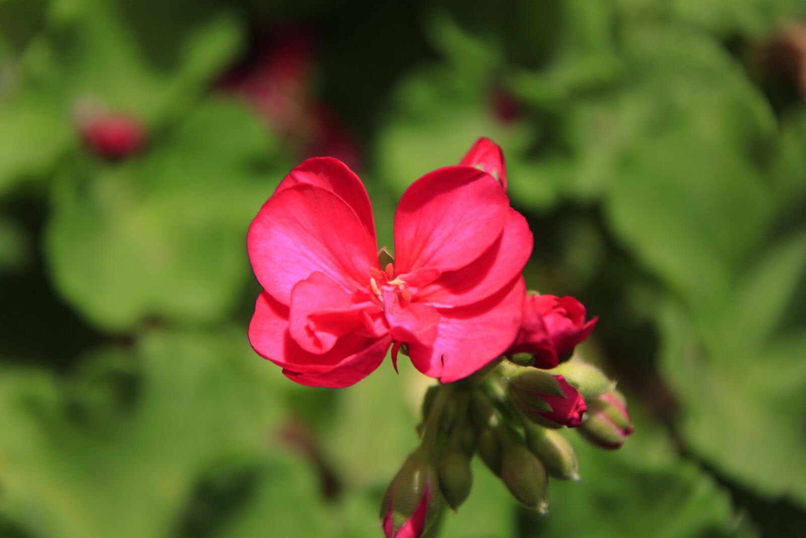 Canon EOS 500D (EOS Rebel T1i / EOS Kiss X3) sample photo. Flower, nature, spring photography