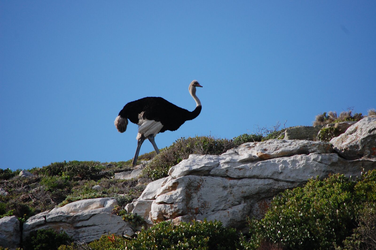 Nikon D40 sample photo. South africa, ostrich, animals photography