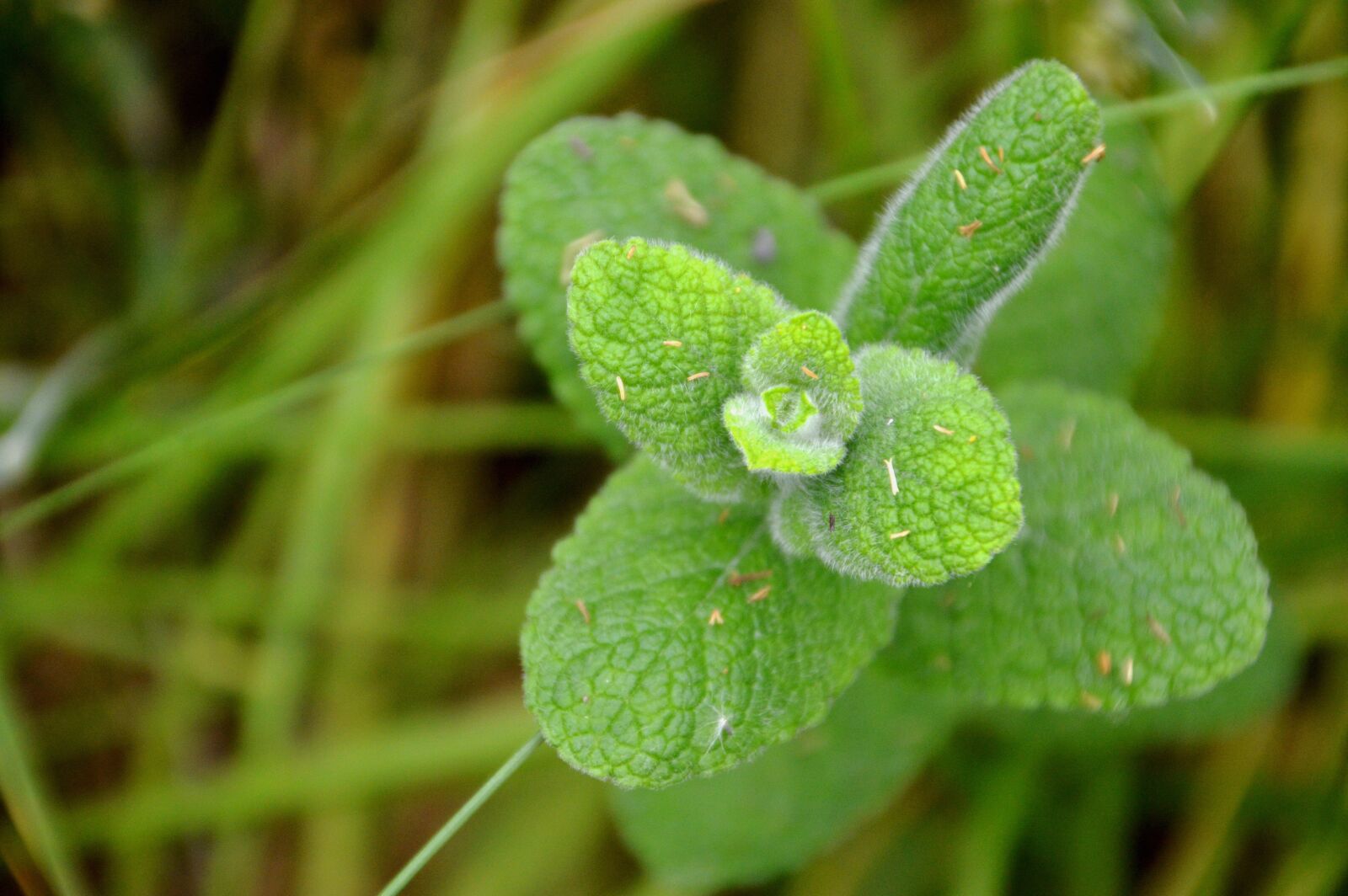Nikon D3200 sample photo. Mint, flora, nature photography