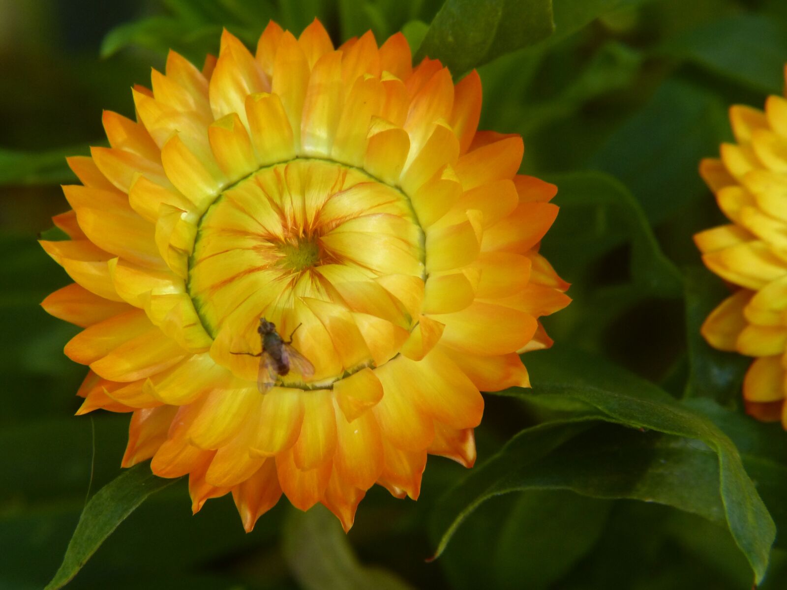 Panasonic Lumix DMC-FZ150 sample photo. Italicum, flower, blossom photography
