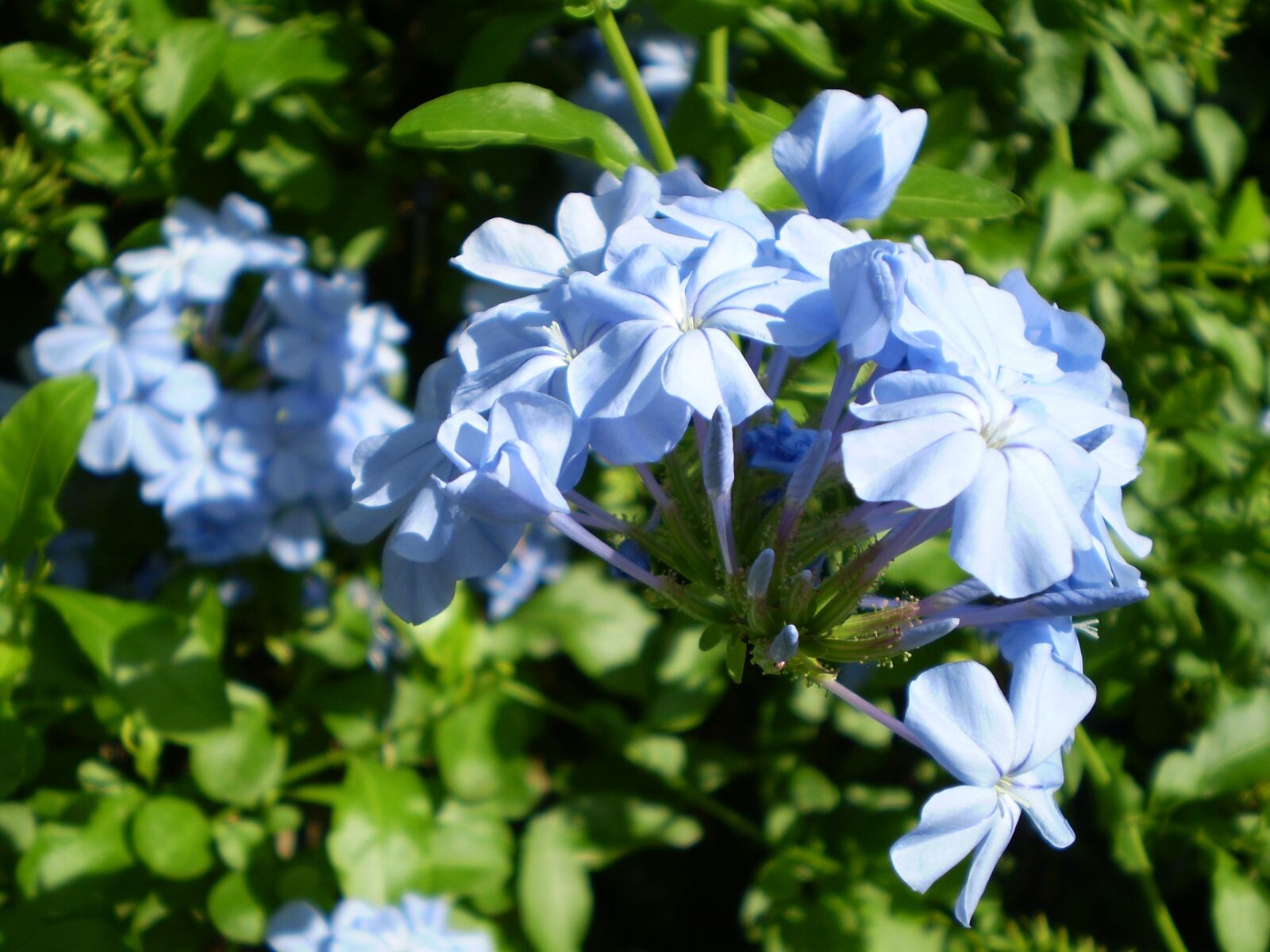 Olympus FE210,X775 sample photo. Flowers celestial, jasmine sky photography