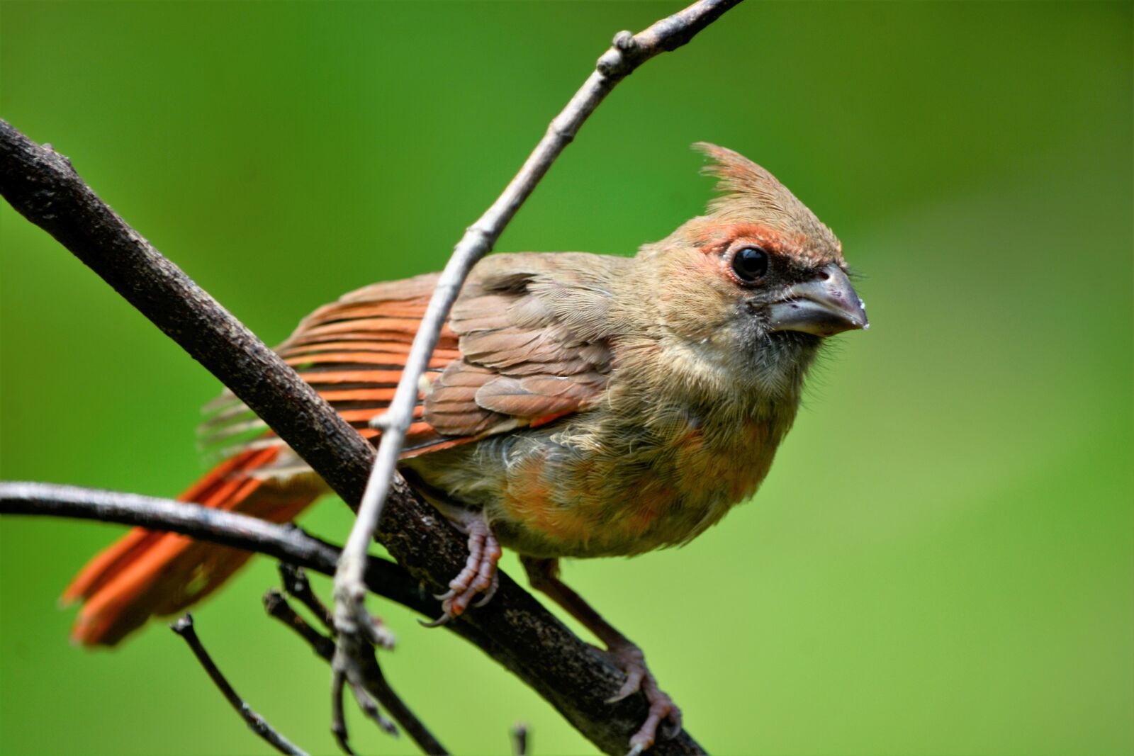 Nikon D7100 sample photo. Bird, cardinal, female photography