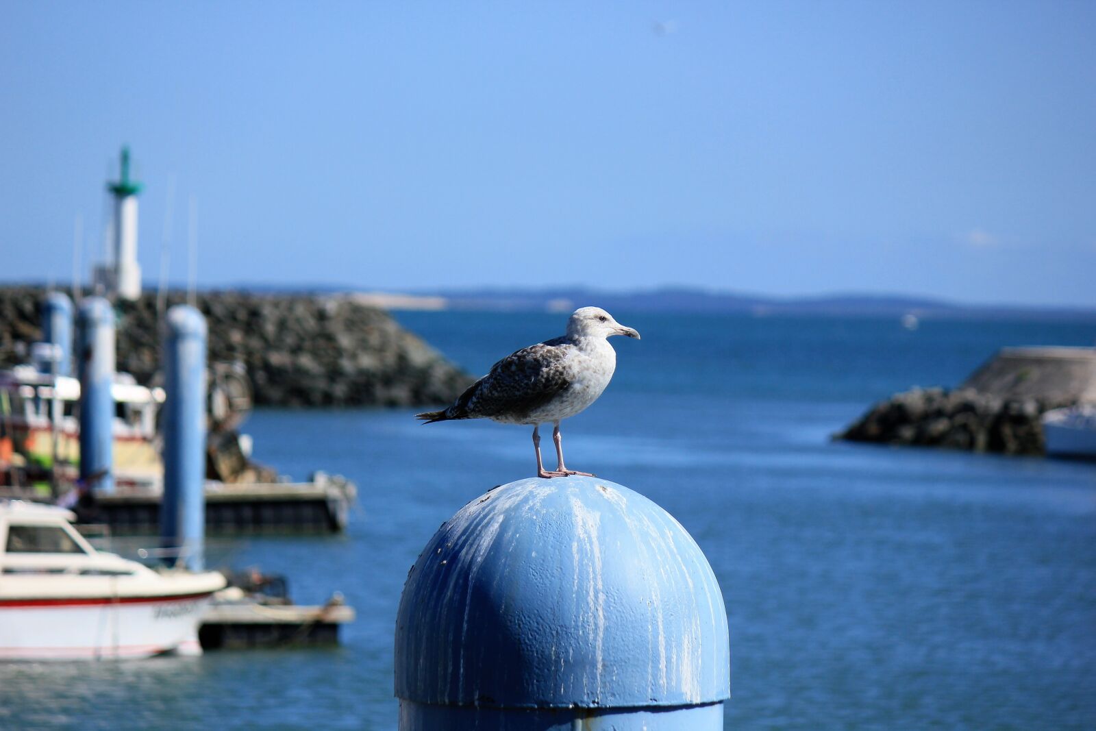Canon EOS 550D (EOS Rebel T2i / EOS Kiss X4) sample photo. Birds, island of oleron photography
