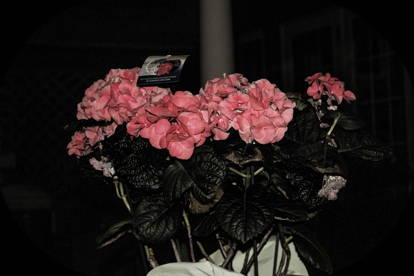 Nikon D3100 sample photo