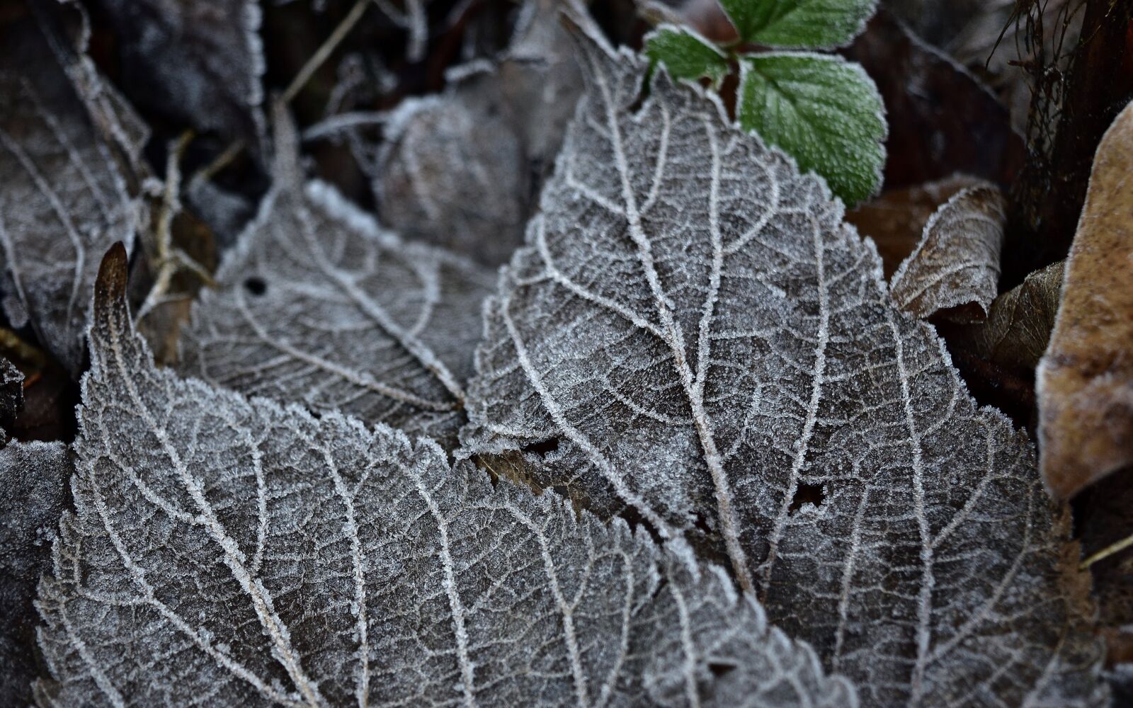 Nikon D3500 sample photo. Frost, ice, winter photography