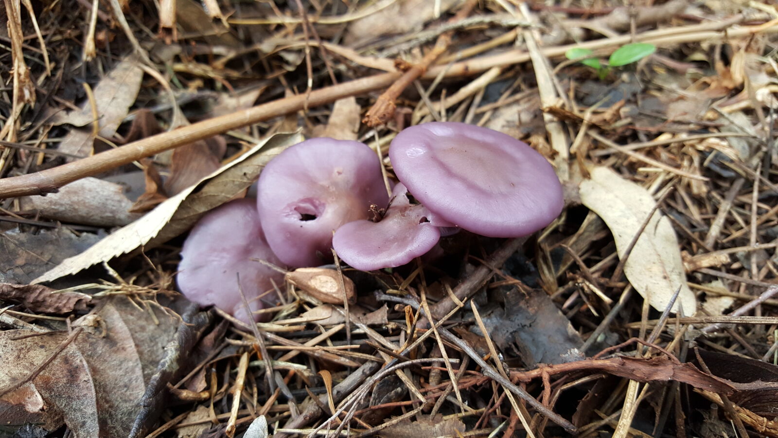 Samsung Galaxy S6 sample photo. Close, up, view, mushroom photography
