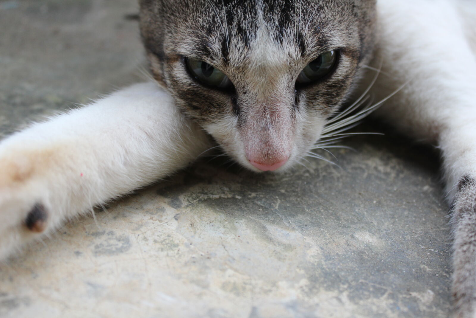 Canon EOS 1200D (EOS Rebel T5 / EOS Kiss X70 / EOS Hi) sample photo. Cat photography