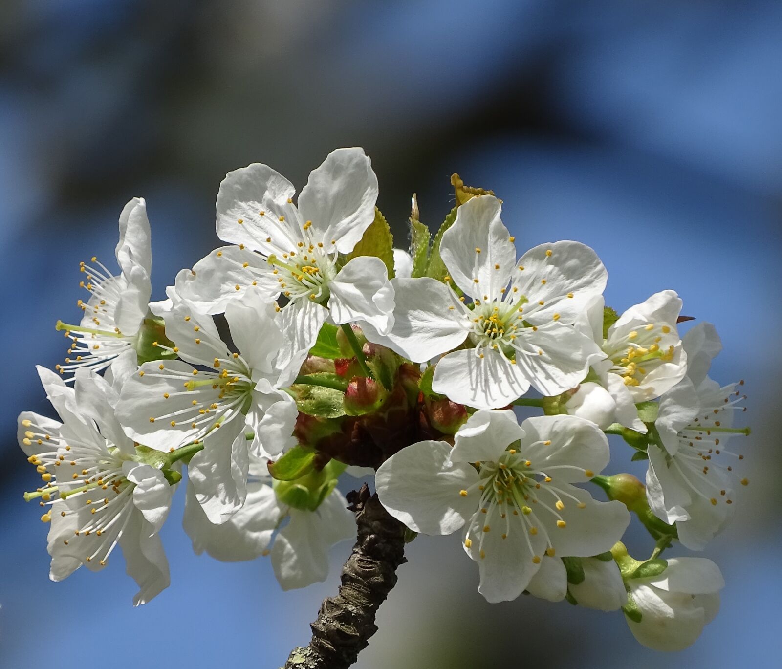 Sony Cyber-shot DSC-HX400V sample photo. Cherry blossom, white, macro photography