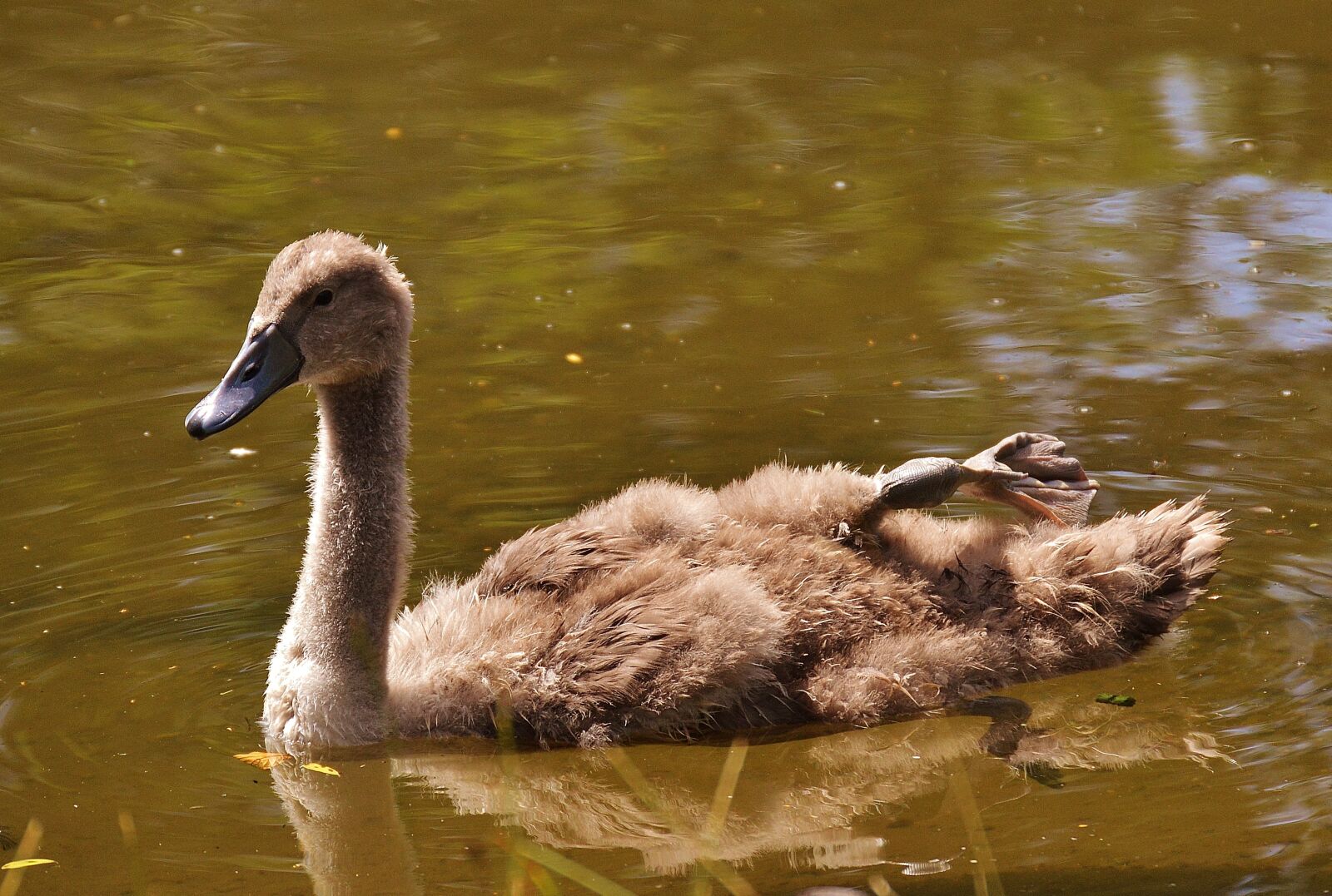 Nikon D3200 sample photo. Swan, young animal, bird photography