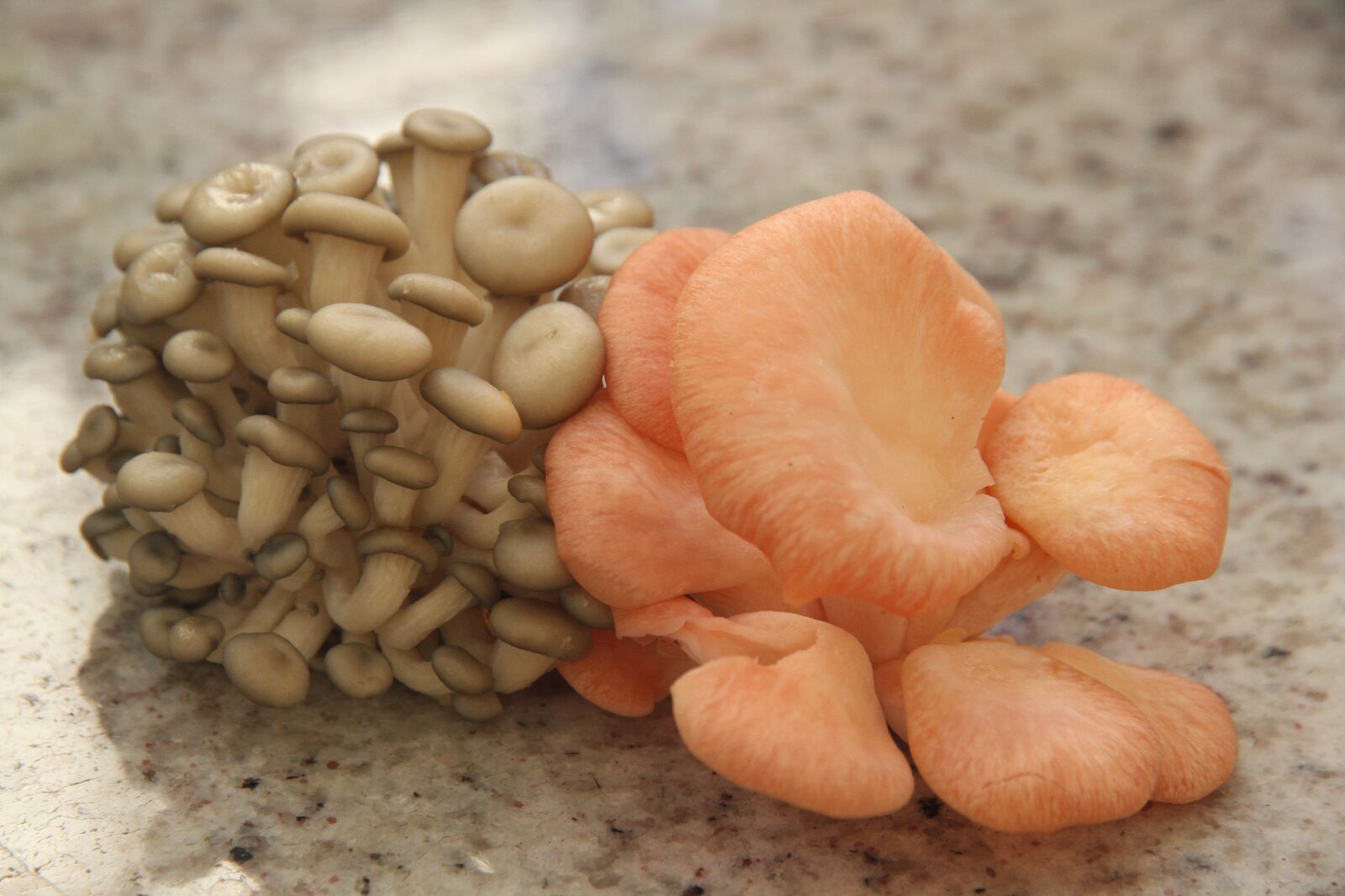 Canon EOS 7D sample photo. Mushroom, shimeji, pink mushroom photography