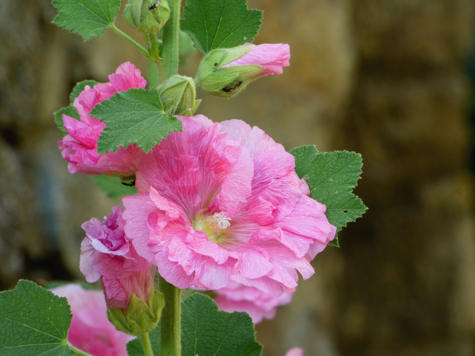 Panasonic DMC-FZ72 sample photo. Pink, flower, tr mi photography