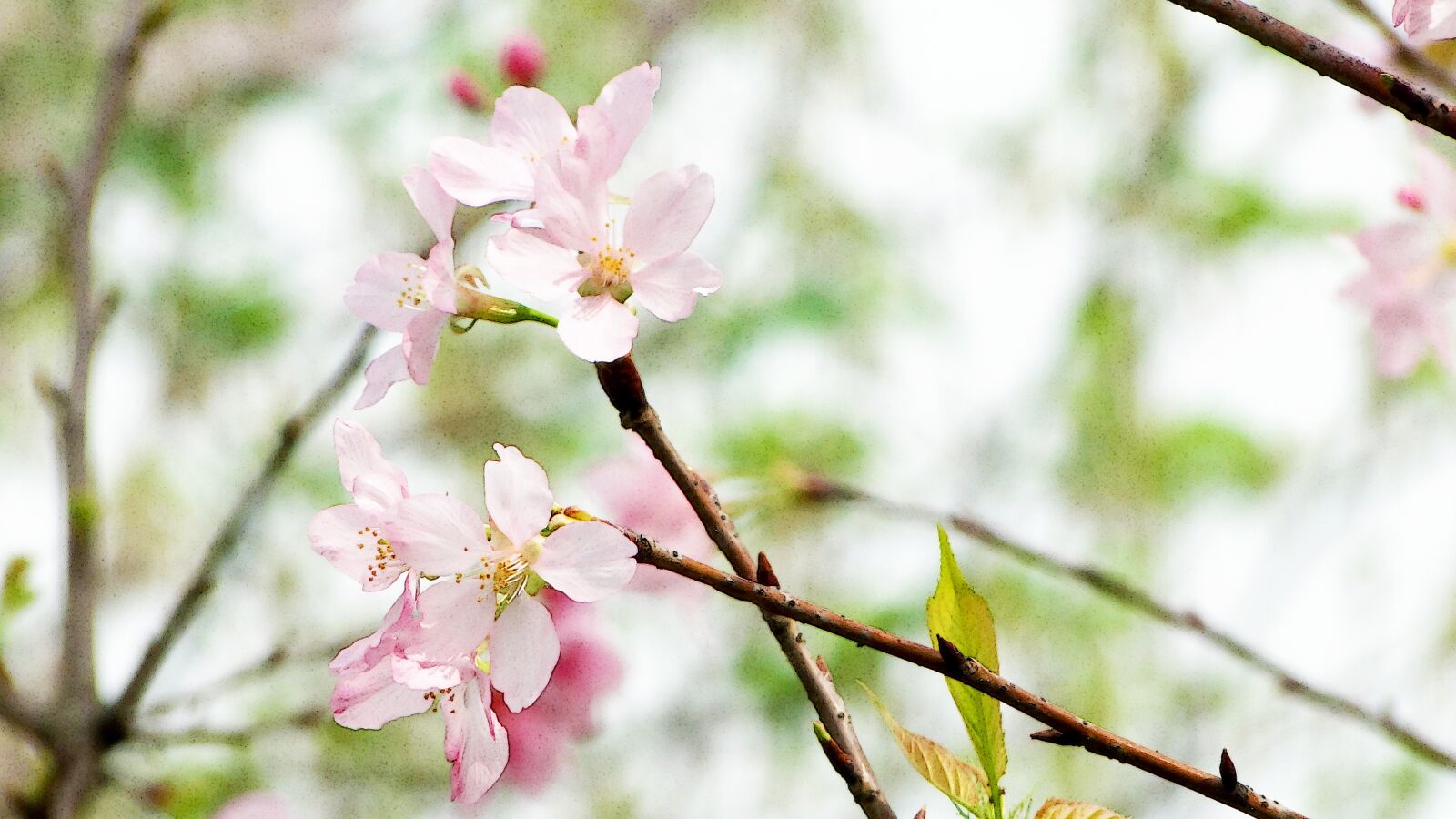 Sony Cyber-shot DSC-HX1 sample photo. Flowering, cherry blossoms, spring photography
