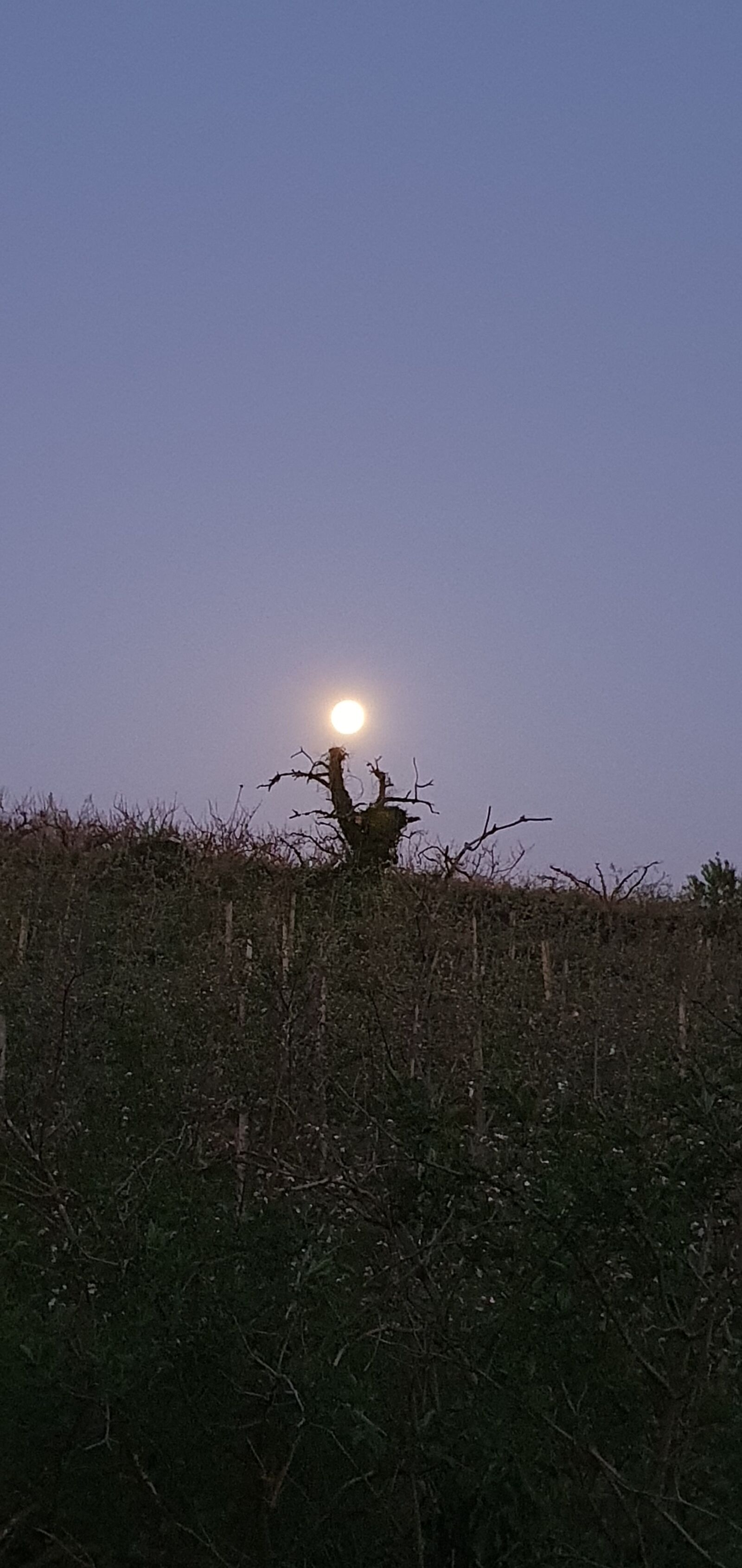 Samsung Galaxy S10 sample photo. Moon, night, tree photography