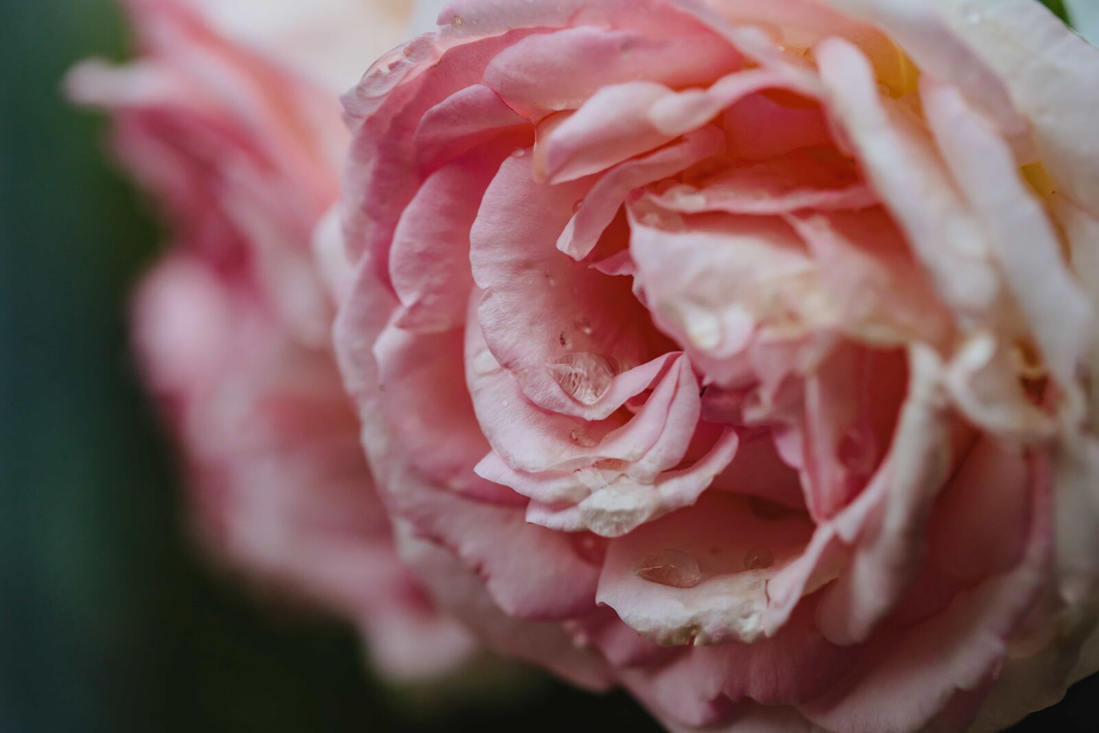 Canon EF 100mm F2.8 Macro USM sample photo. Dew, moisture, petals, raindrop photography