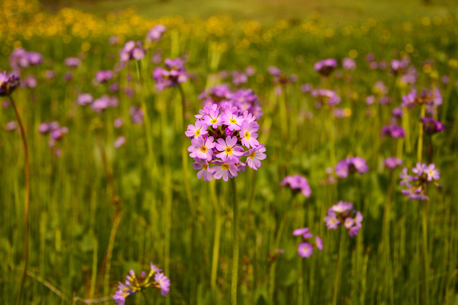 Nikon D7100 sample photo. Flower, nature, macro photography