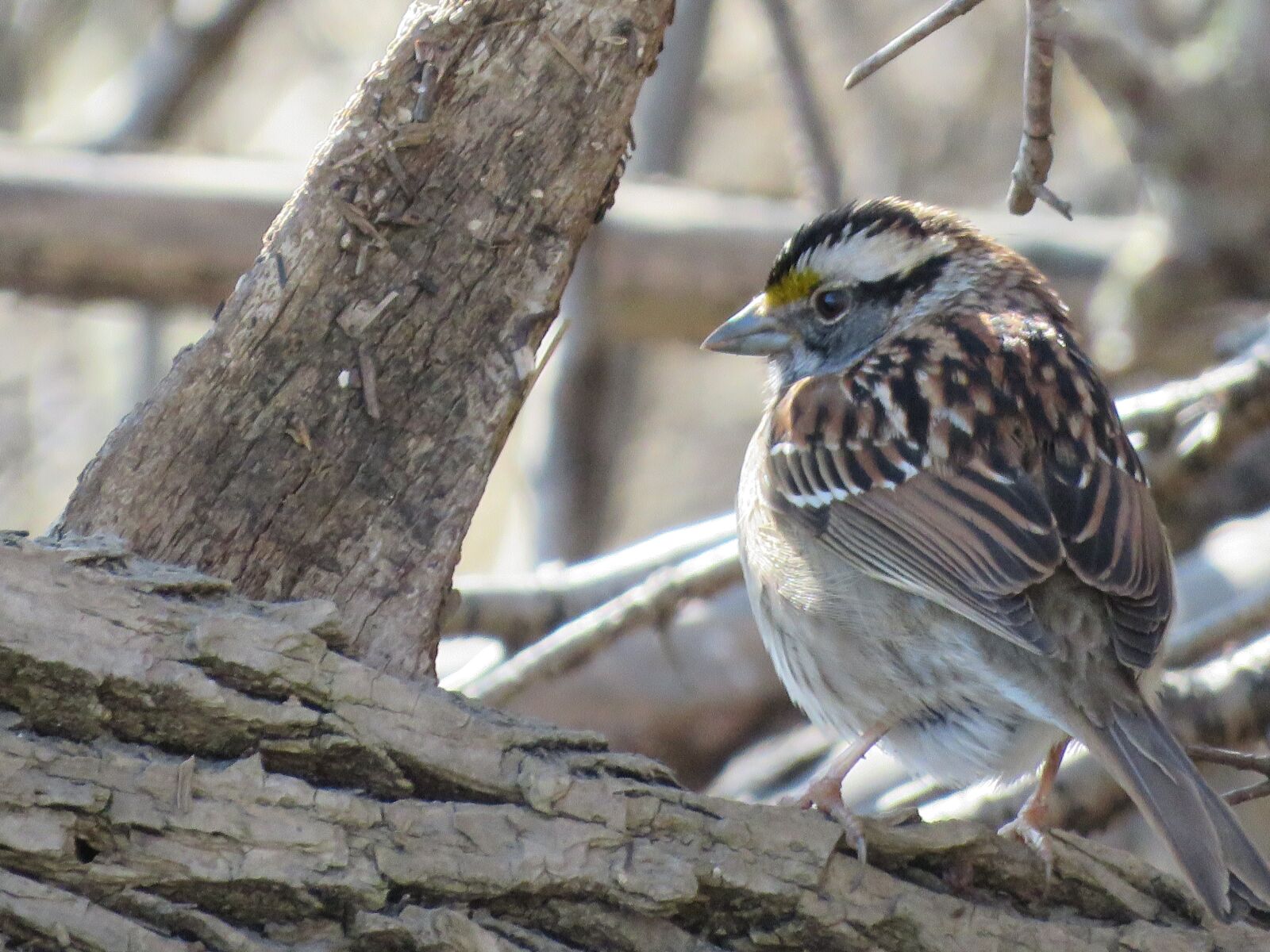 Canon PowerShot SX60 HS sample photo. White-throated sparrow, sparrow, bird photography