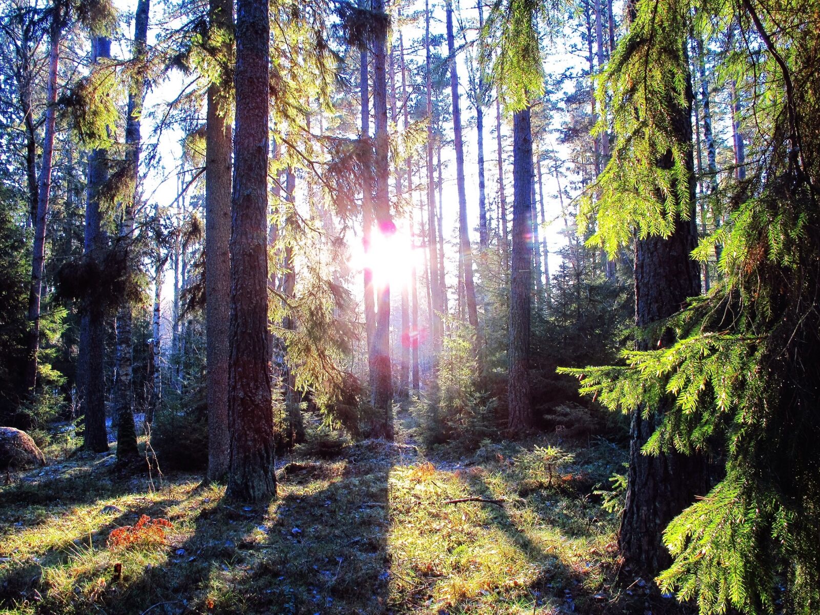 Canon PowerShot G12 sample photo. Forest, sunlight, landscape photography