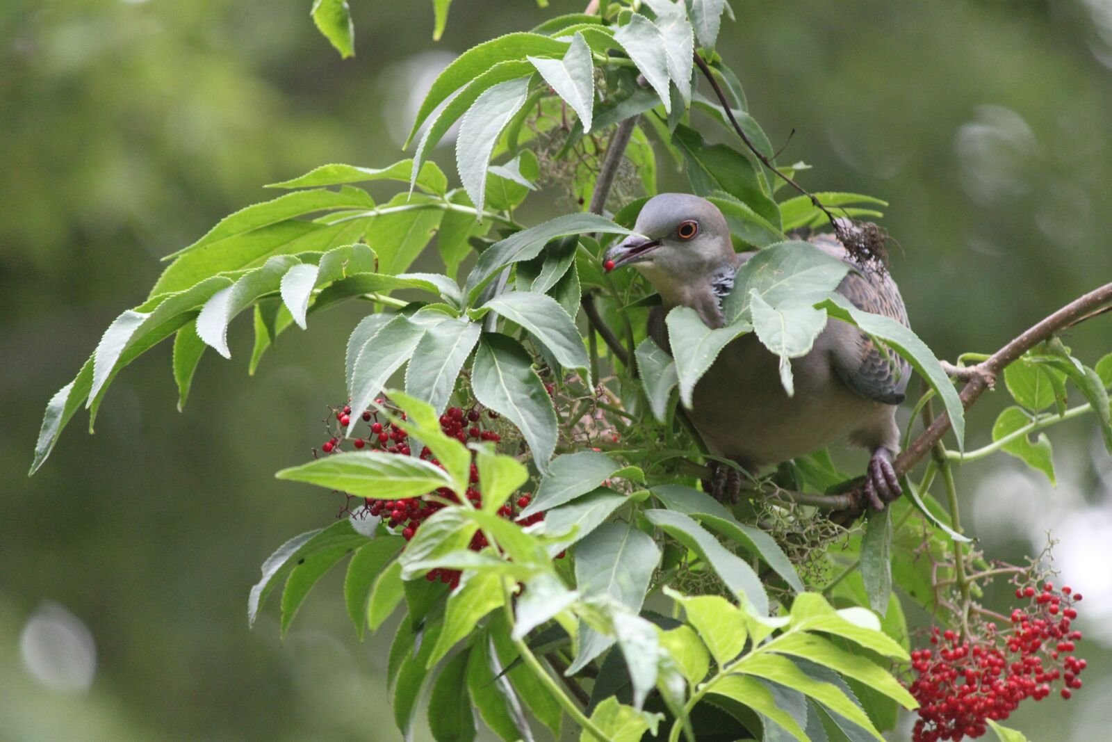 Canon EOS 500D (EOS Rebel T1i / EOS Kiss X3) sample photo. Natural, dove, green photography