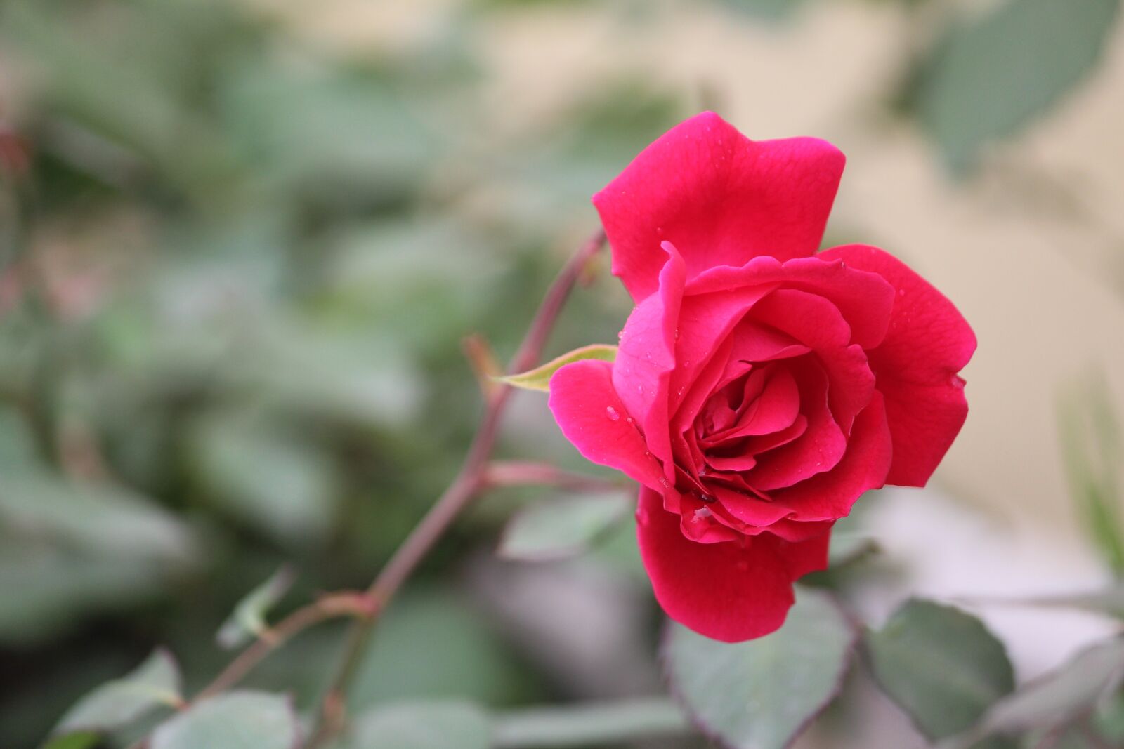Canon EOS 1200D (EOS Rebel T5 / EOS Kiss X70 / EOS Hi) sample photo. Rose, rosa, indica photography