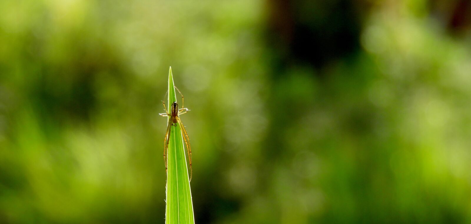 Nikon Coolpix B700 sample photo. Garden, macro, insect photography
