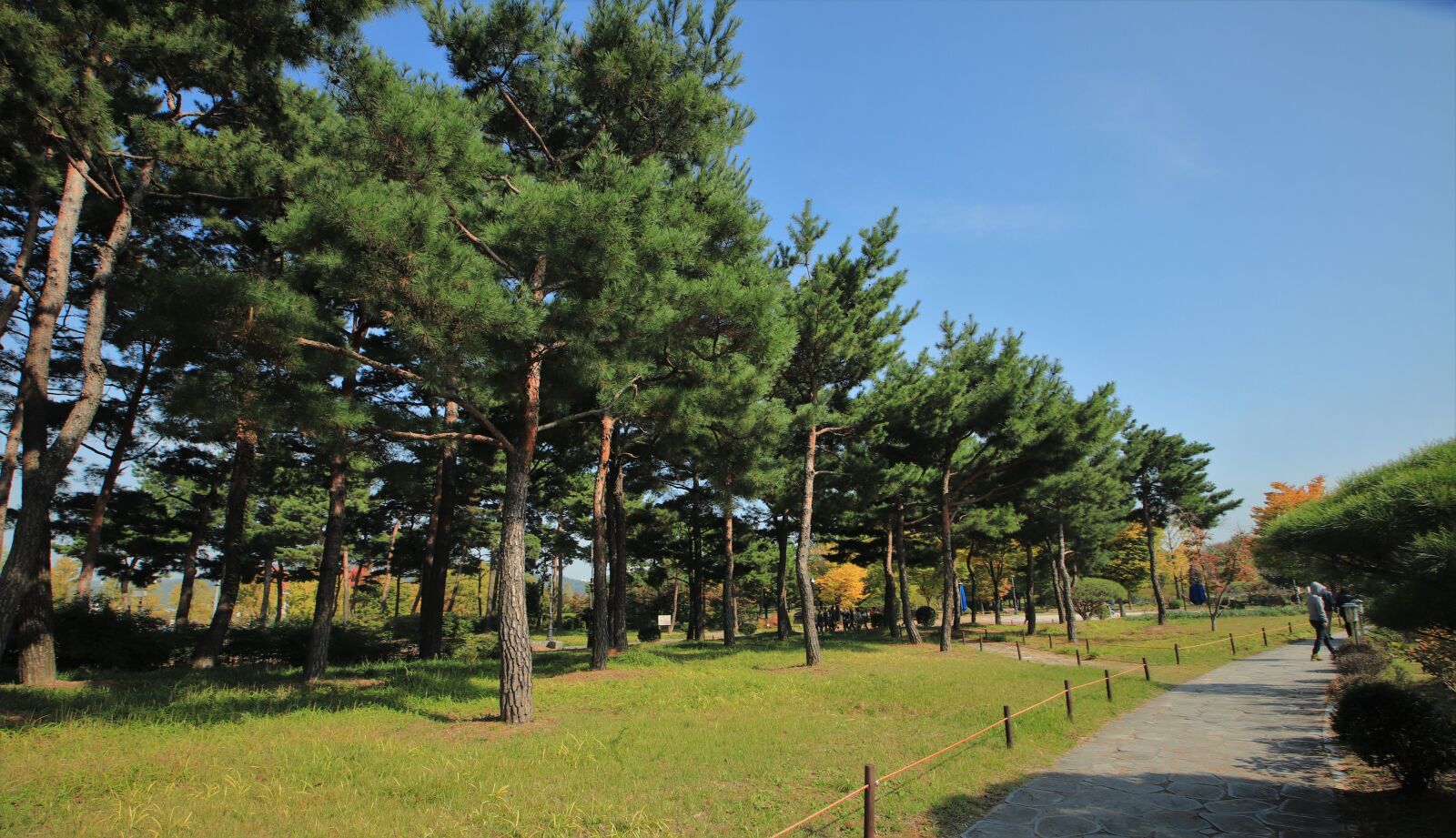Canon EOS 800D (EOS Rebel T7i / EOS Kiss X9i) sample photo. Pine, grass, abstract photography