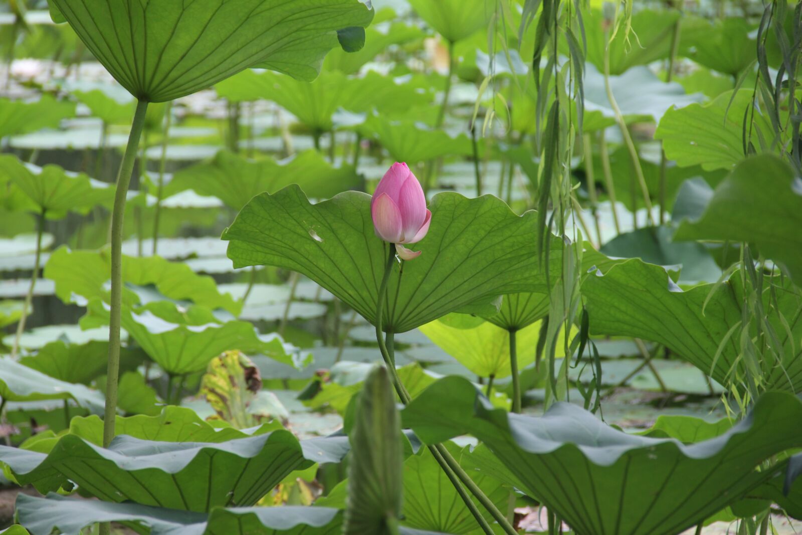 Canon EOS 60D sample photo. Lotus, willow, lotus leaf photography