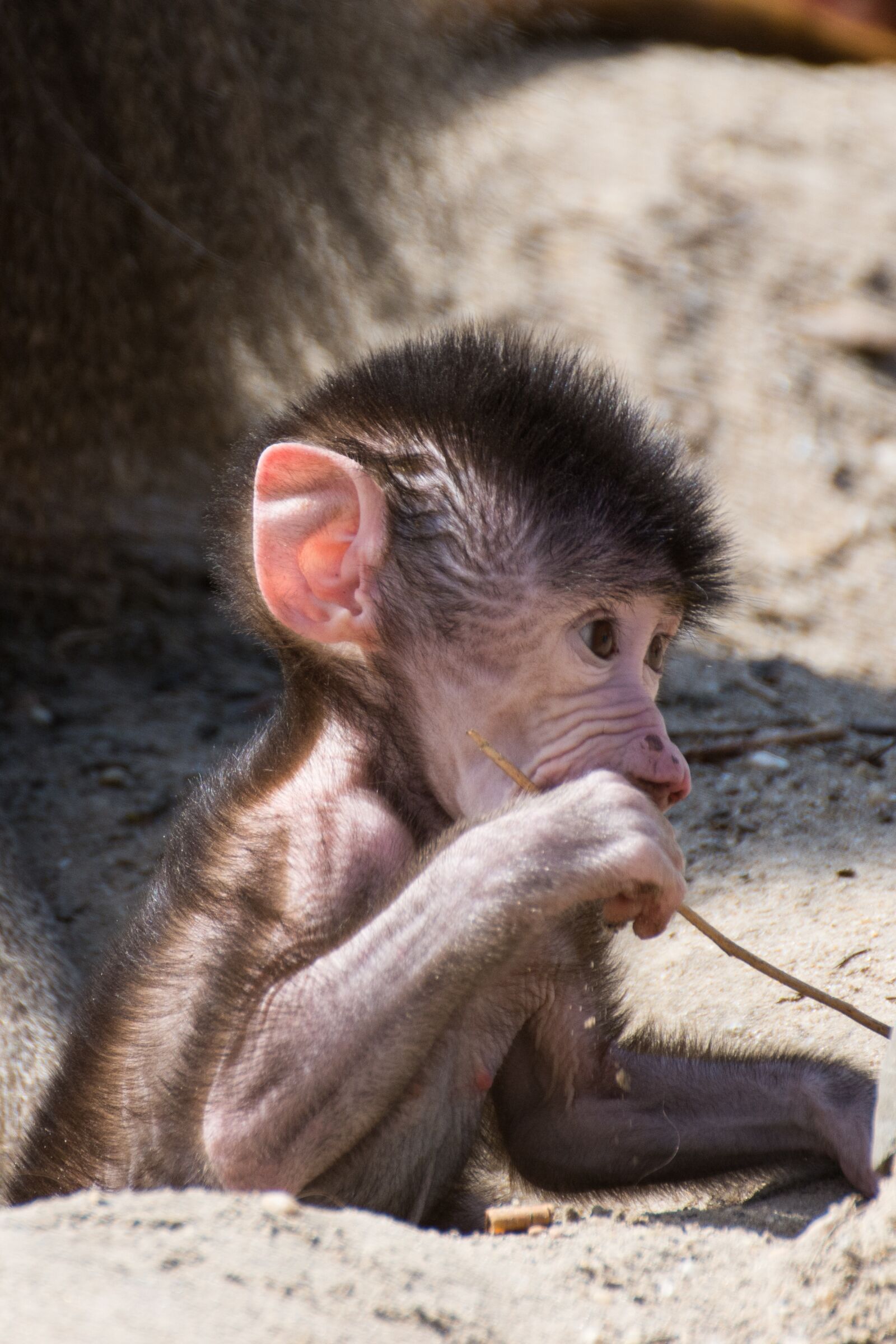 Nikon D7100 sample photo. Monkey, young monkey, zoo photography