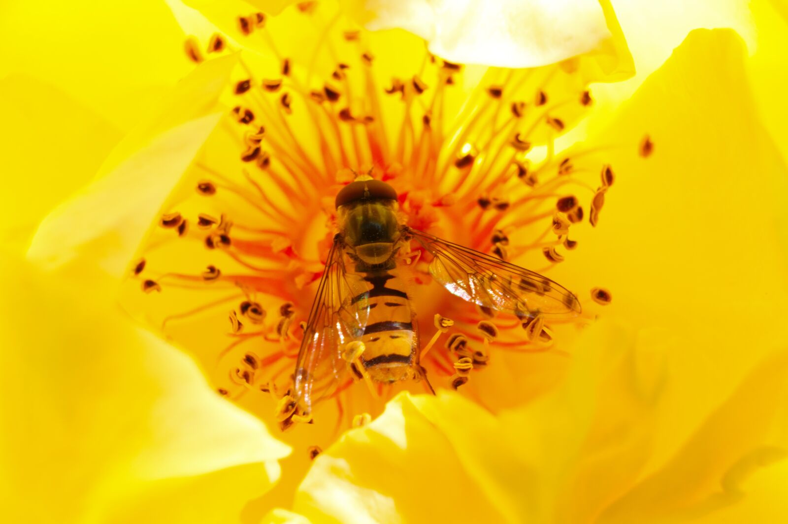 Canon EOS 1300D (EOS Rebel T6 / EOS Kiss X80) sample photo. Hoverfly, germany, yellow photography