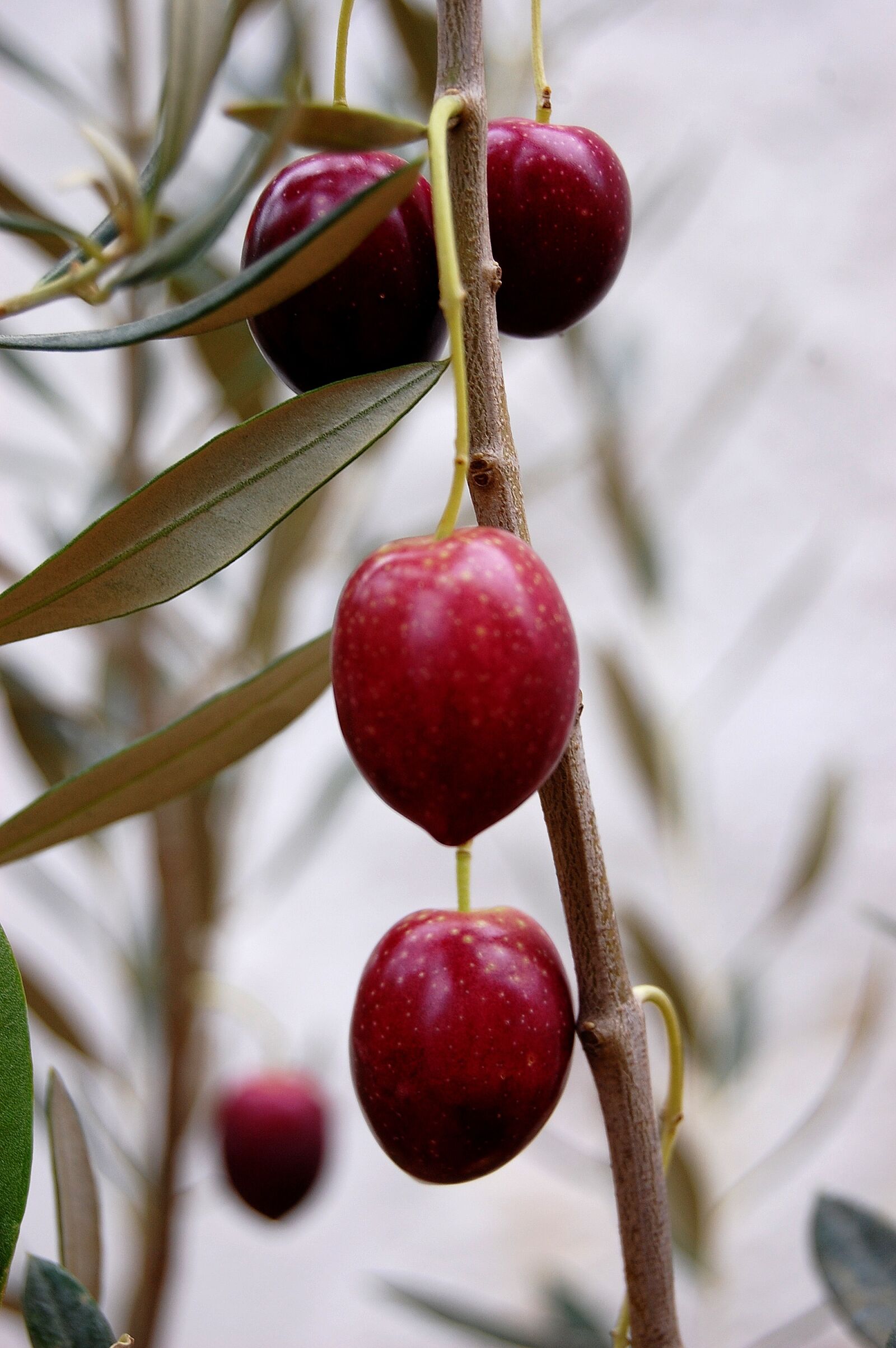 Nikon D40 sample photo. Olive, leaves, leaf photography