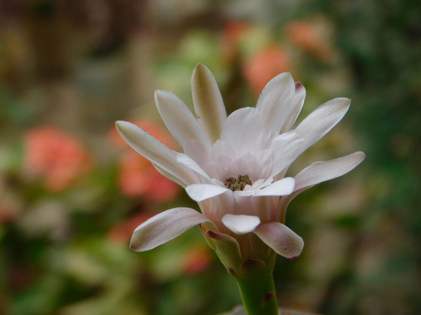 Nikon Coolpix L840 sample photo. Flower, cactus, succulent photography