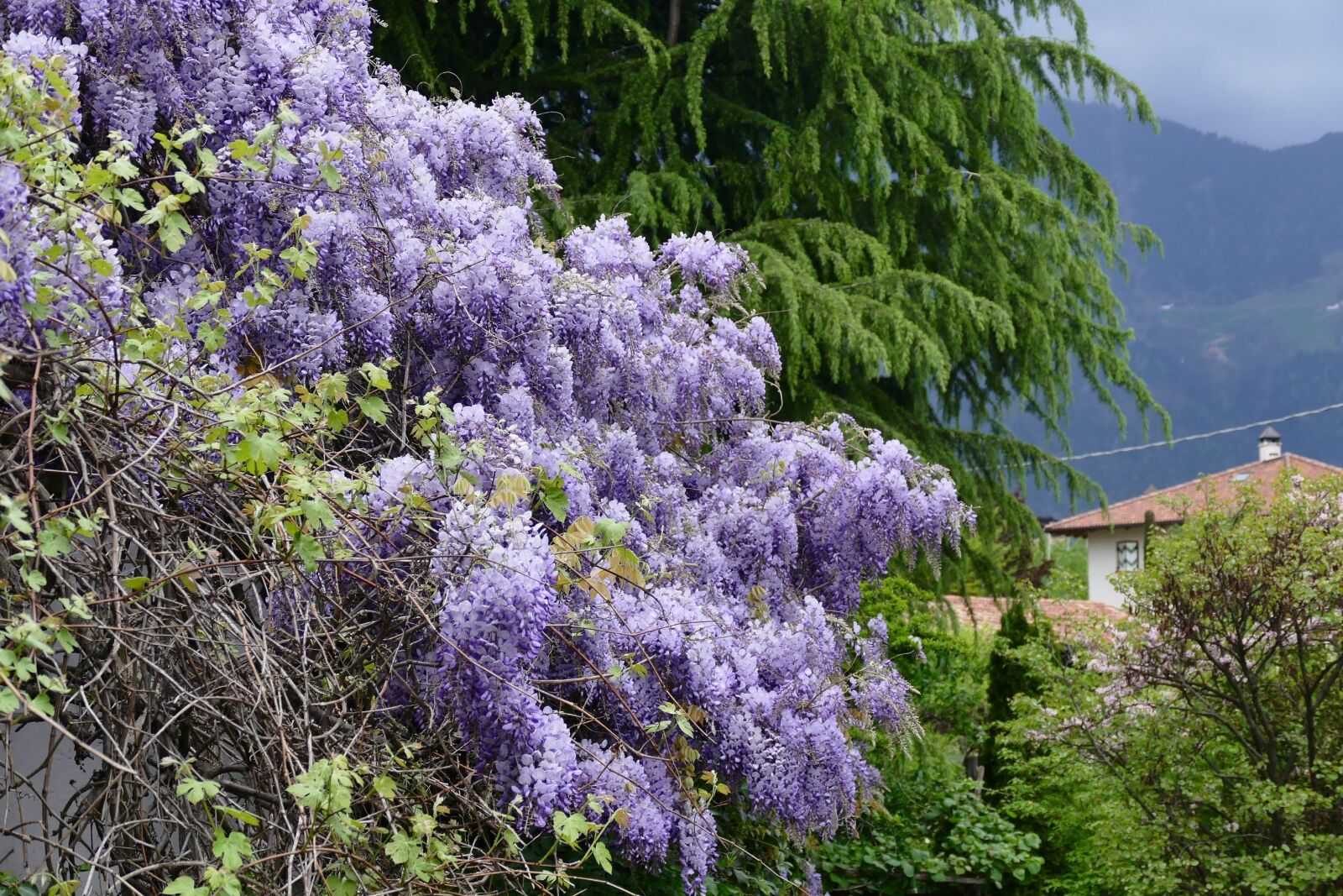 Panasonic Lumix DMC-FZ1000 sample photo. Spring, flowers, violet photography