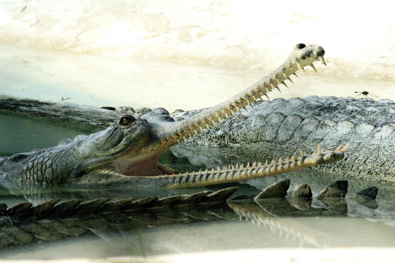 Canon EF-S 55-250mm F4-5.6 IS II sample photo. Crocodile, water, reptile photography