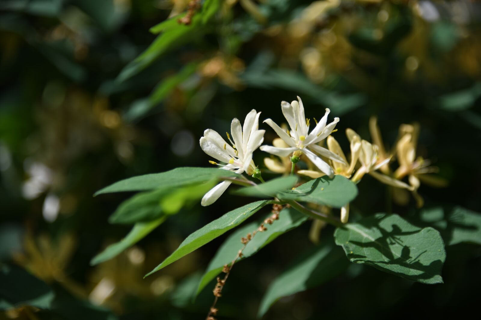 Nikon D850 sample photo. Honey suckle, plant, bush photography