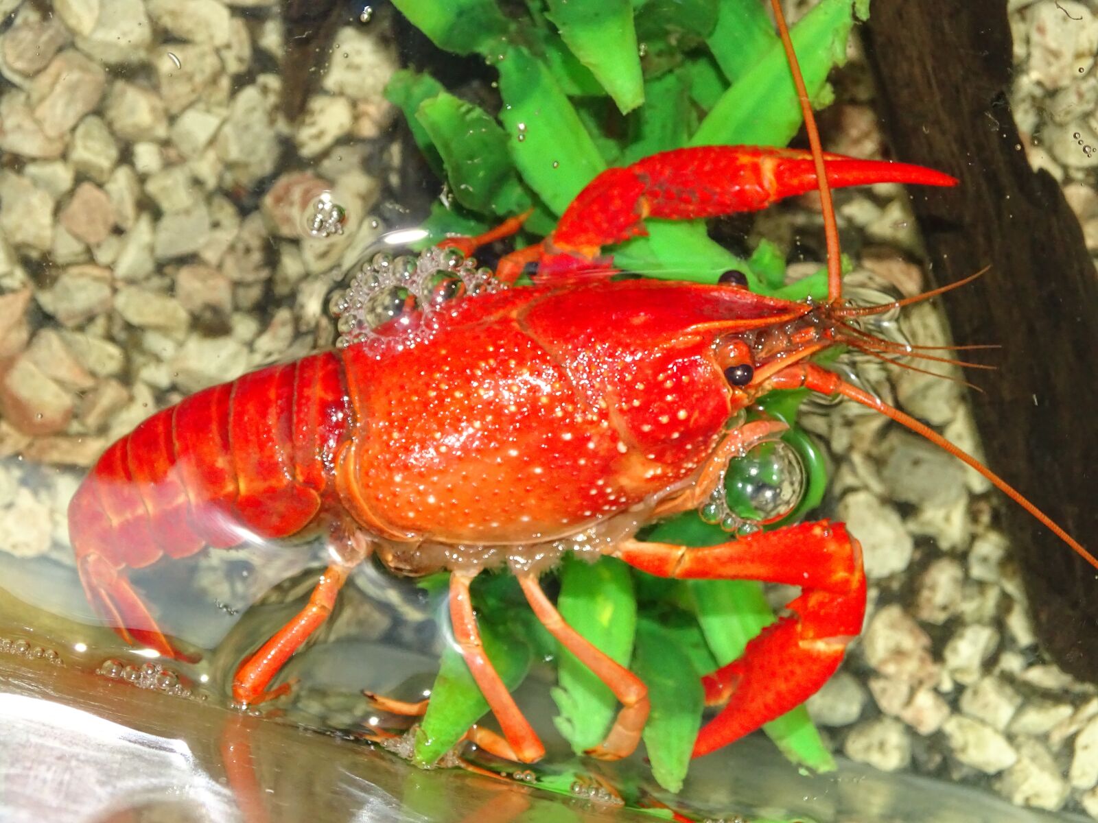 Sony Cyber-shot DSC-HX400V sample photo. Crayfish, nature, macro photography