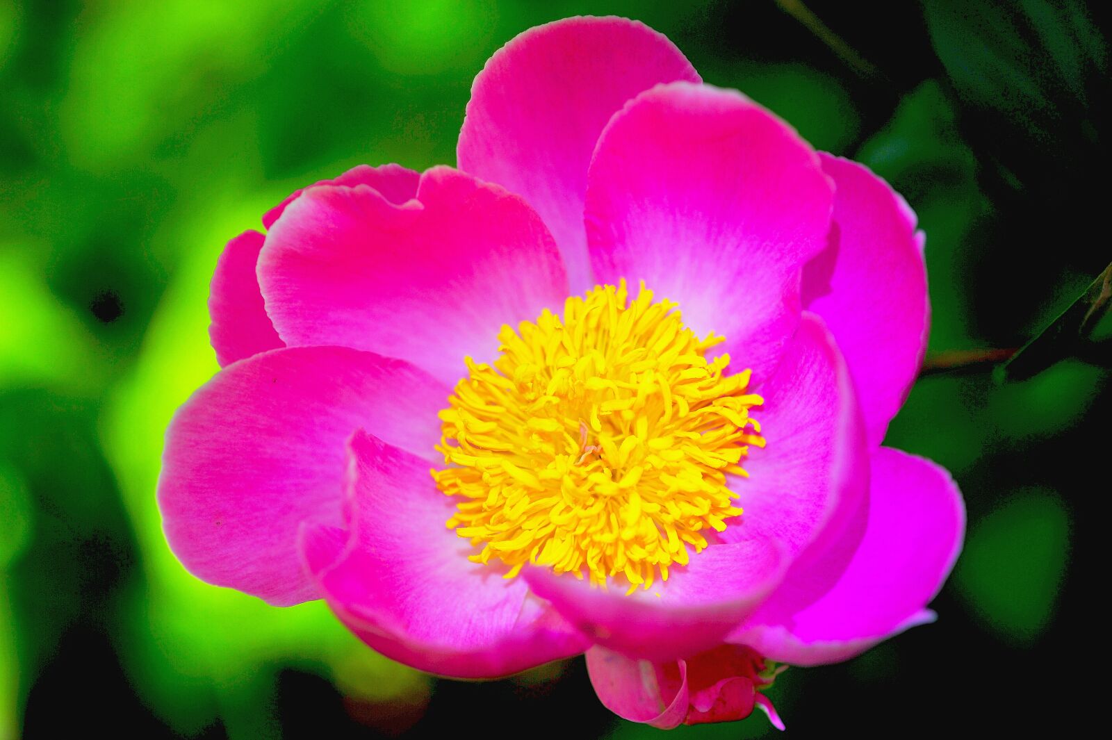 Nikon D3S sample photo. Flowers, peony, peony flower photography