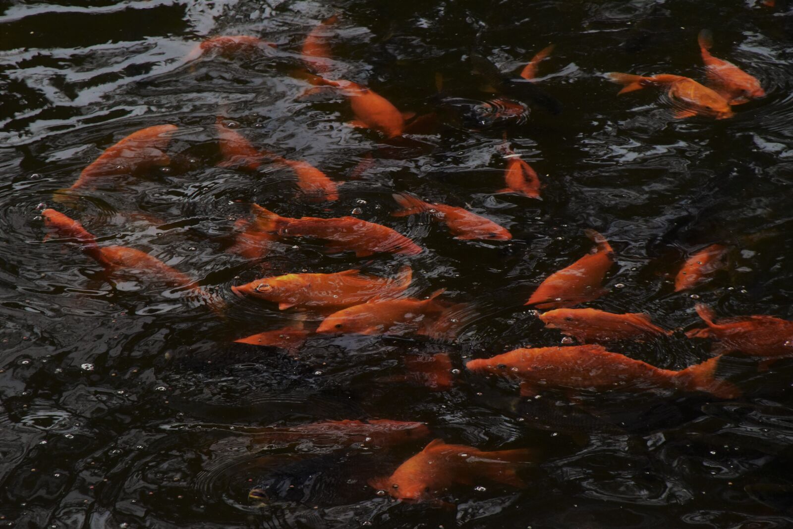Nikon D810 sample photo. Fish, living foods, goldfish photography
