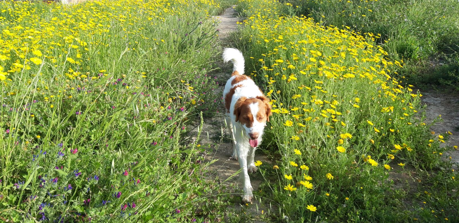 Samsung Galaxy A6 sample photo. Dog, walk, people photography