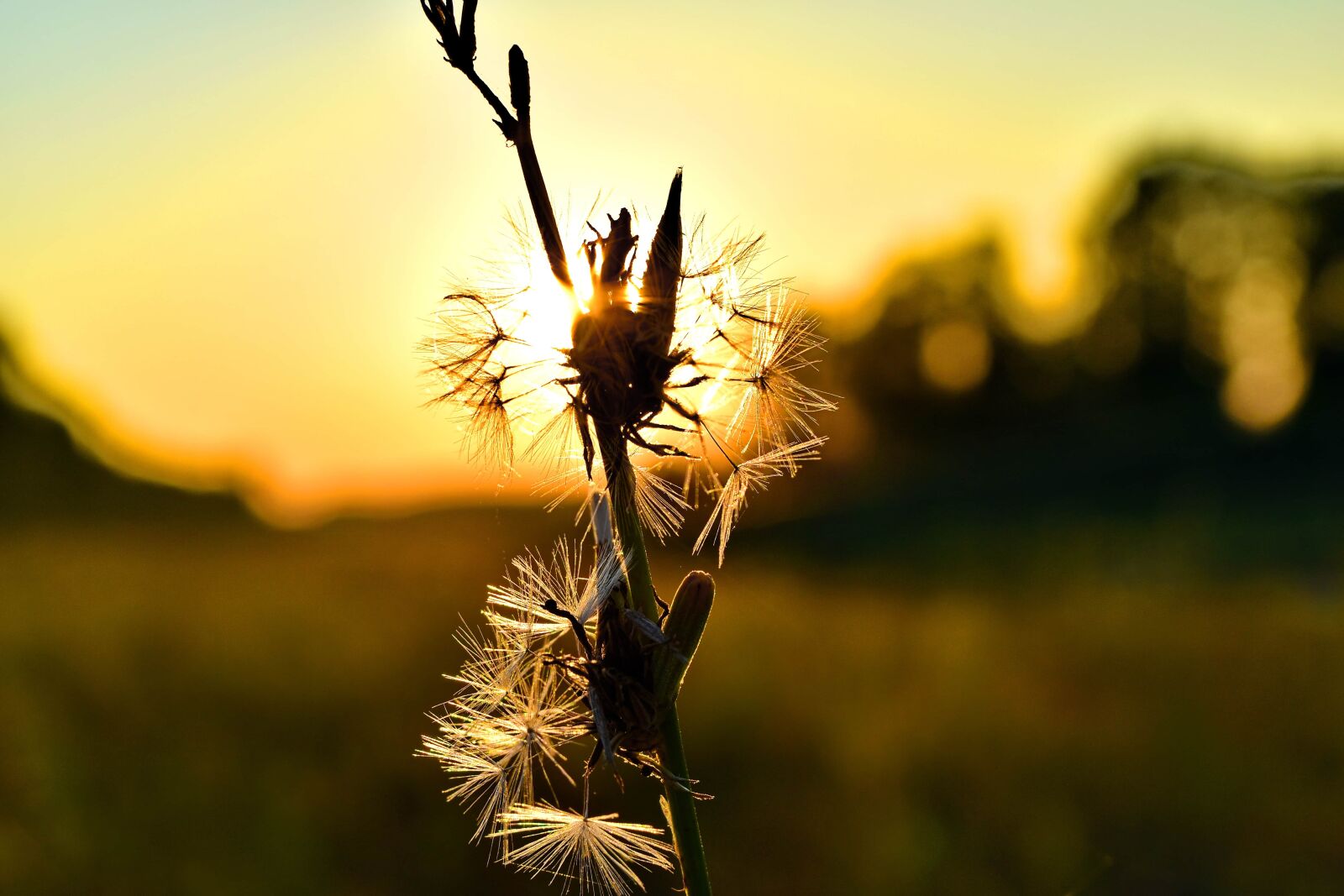 Nikon D5500 sample photo. Dandelion, detail, sunrays, sunset photography