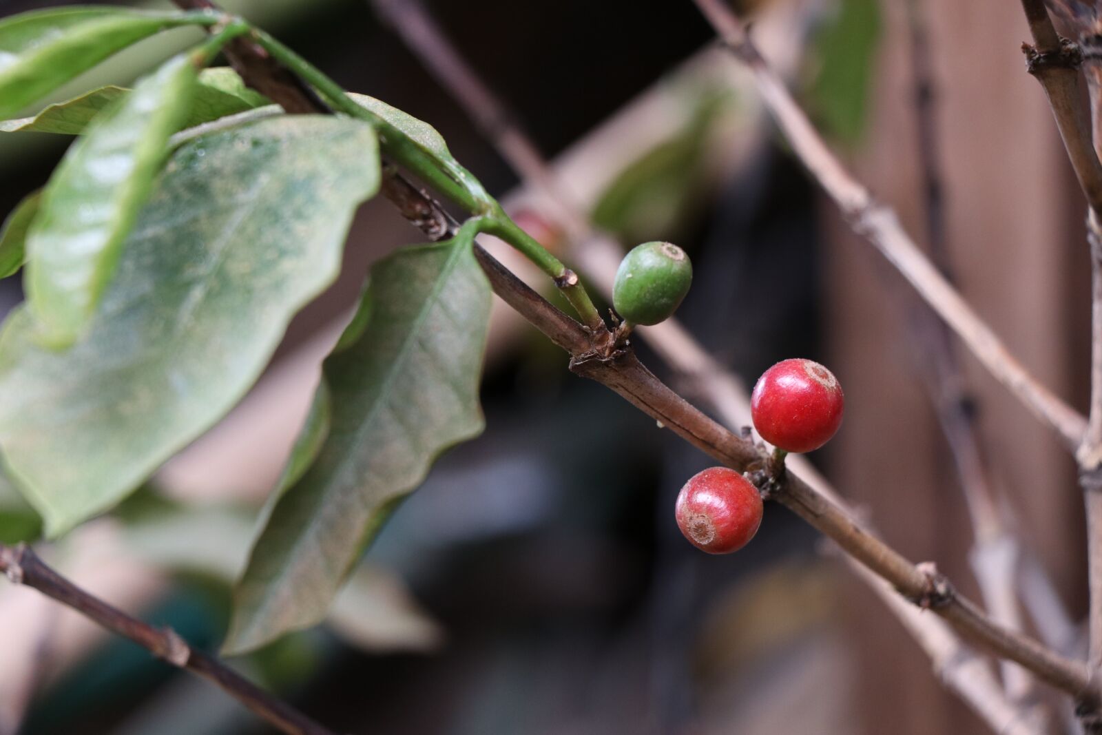 Canon EF-S 18-135mm F3.5-5.6 IS USM sample photo. Cafe mature, ripe coffee photography