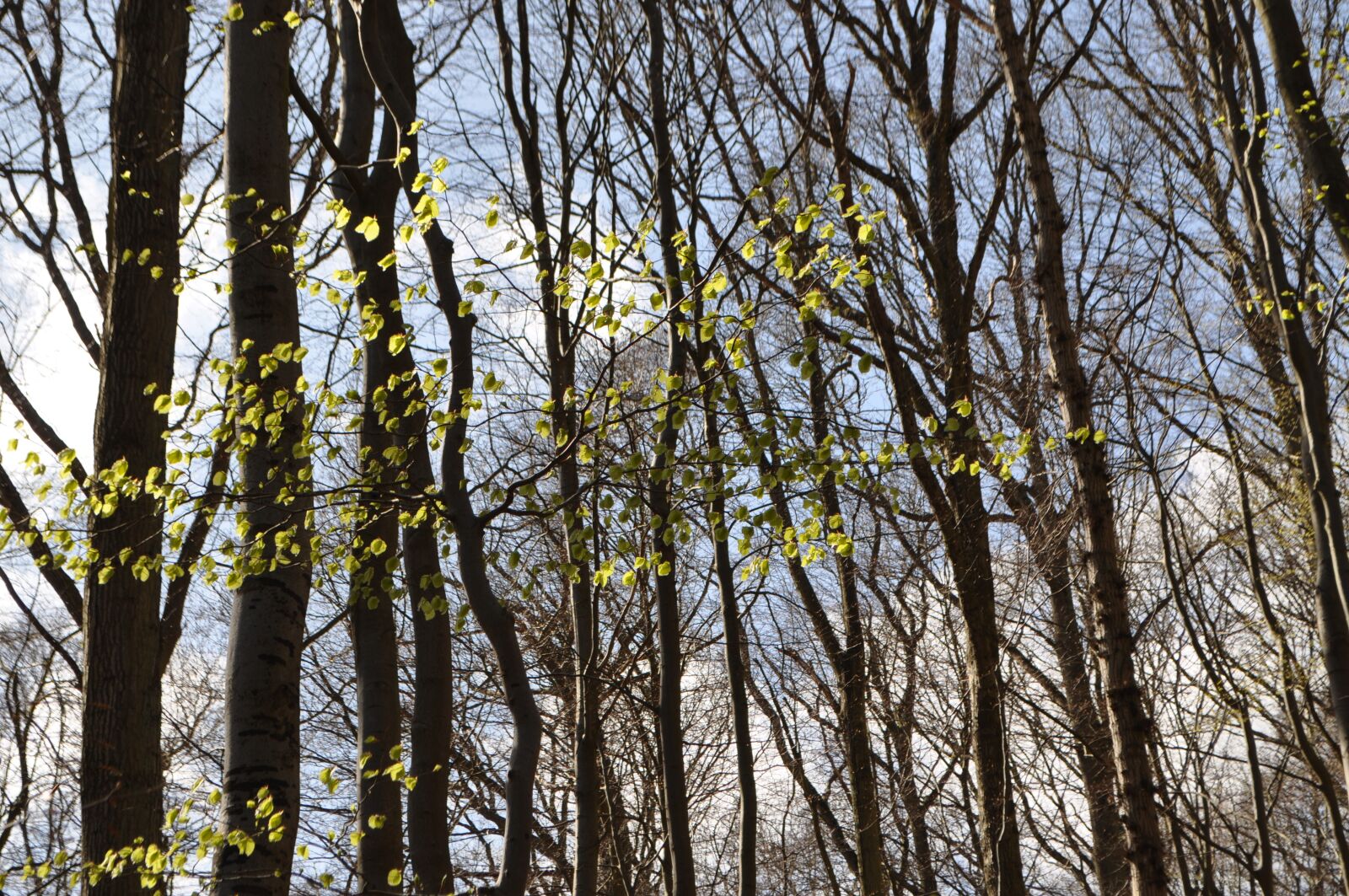 Nikon D5000 sample photo. Forest, spring, leaves photography