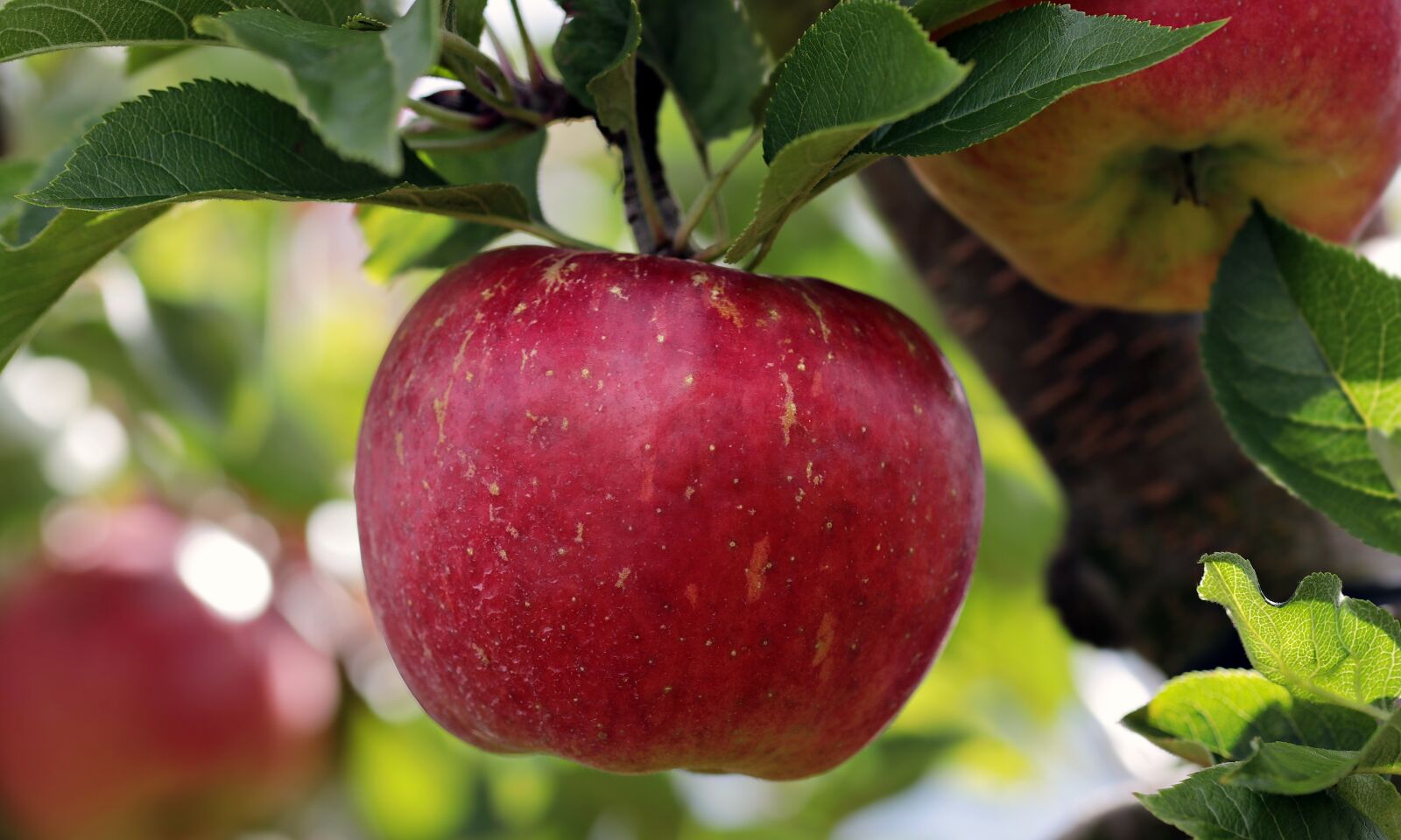 Canon EOS 80D sample photo. Apple, red, red apple photography
