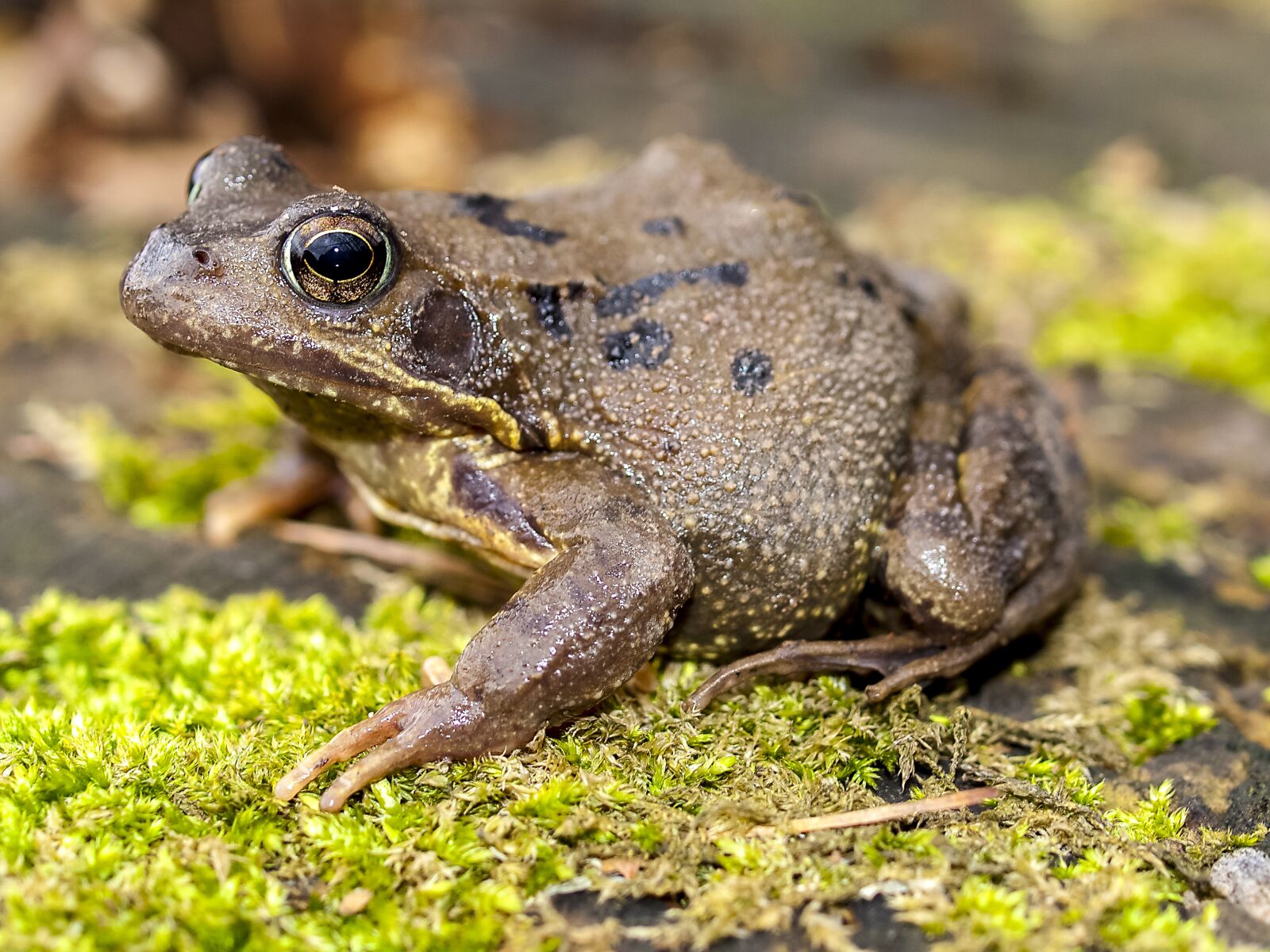Olympus E-520 (EVOLT E-520) + OLYMPUS 35mm Lens sample photo. Frog, common frog, amphibians photography