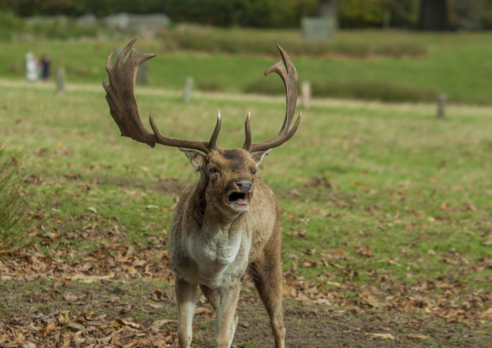 Canon EOS 50D + Canon EF 70-300mm F4.5-5.6 DO IS USM sample photo. Deer, roar, loud photography