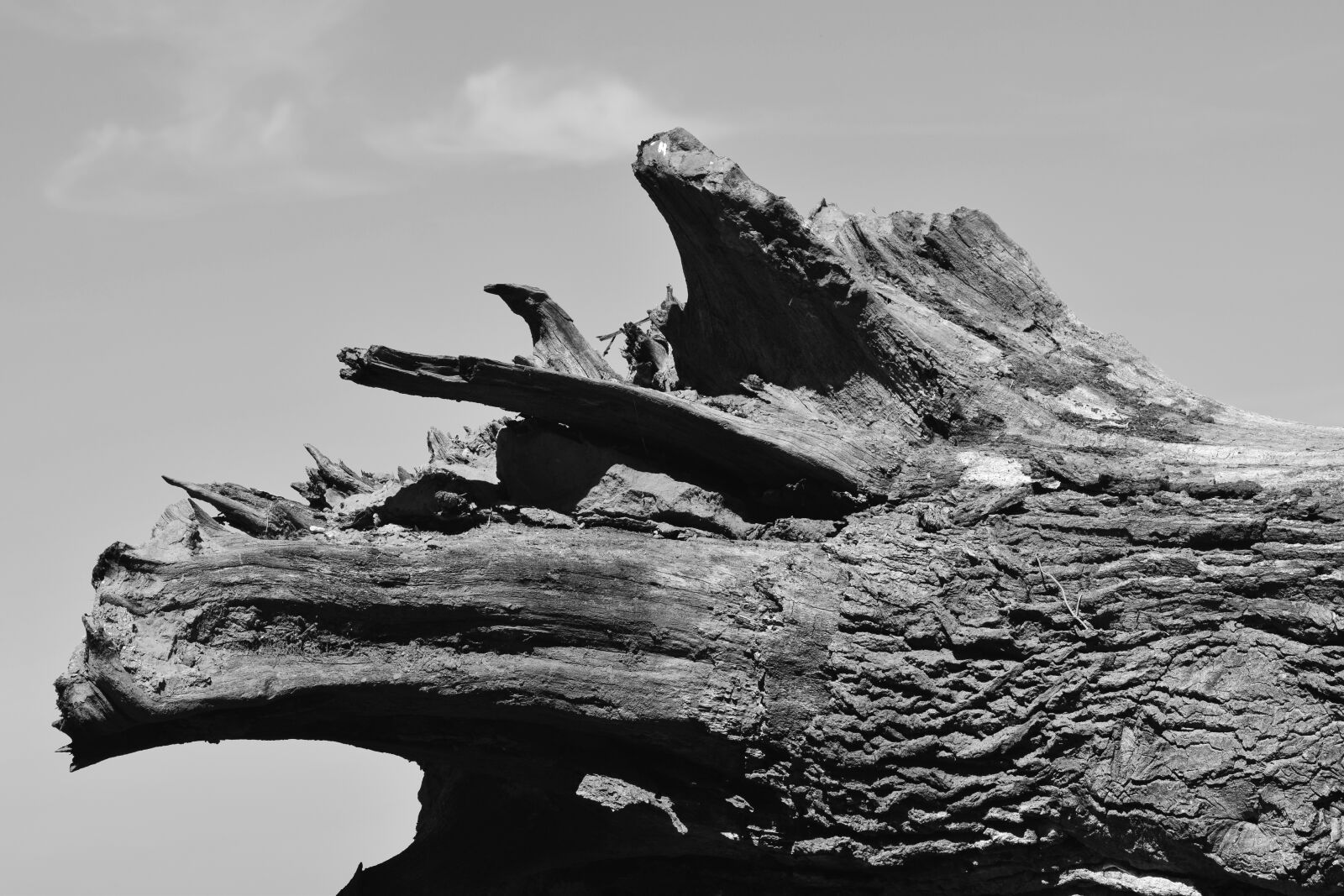 Nikon D3300 sample photo. Root, uprooted, tree root photography
