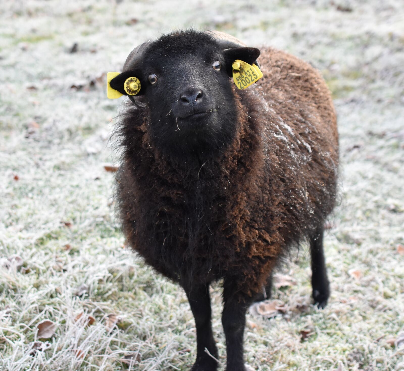 Nikon D5600 sample photo. Sheep, black, wool photography