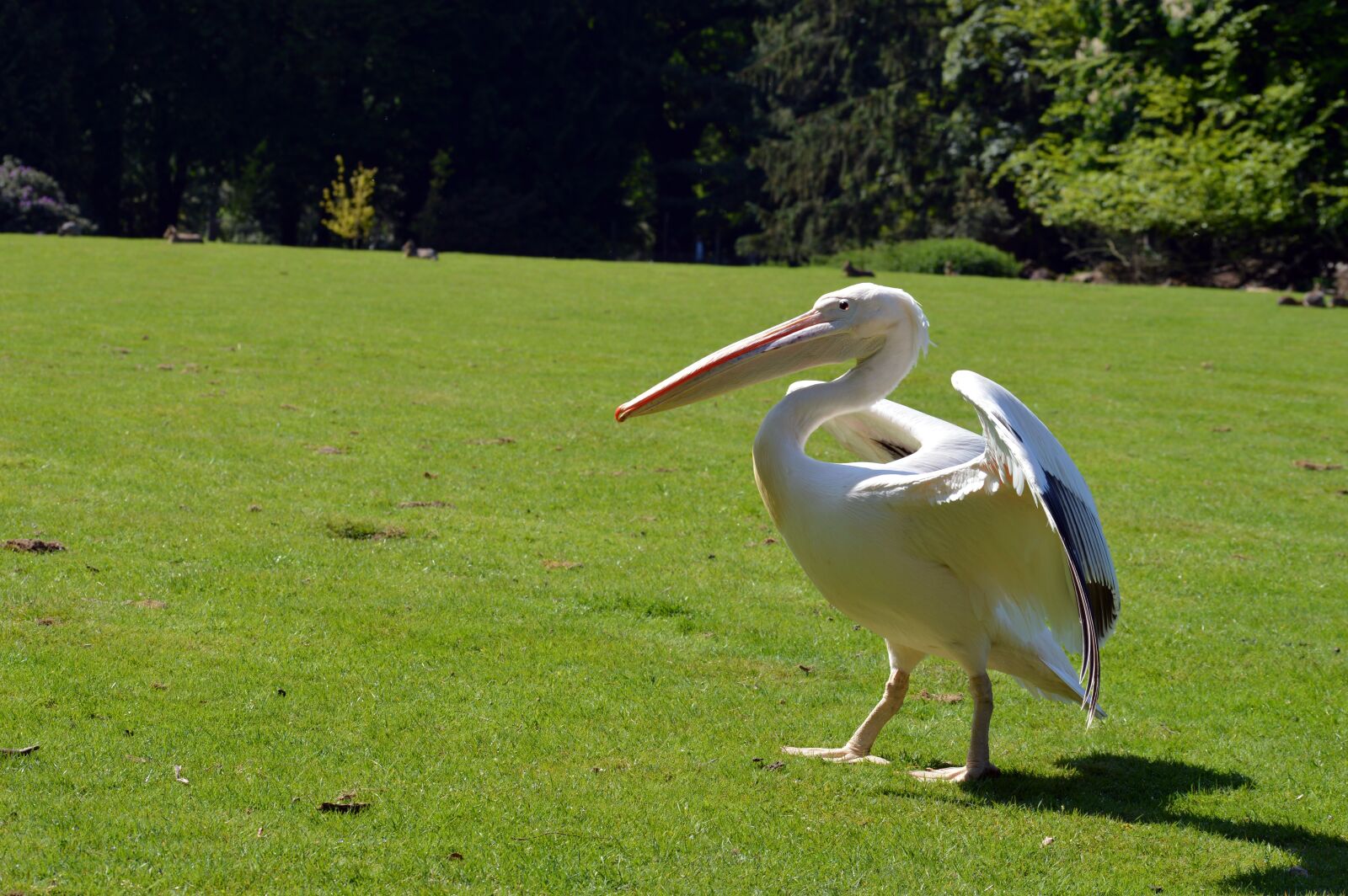 Nikon D3200 sample photo. Heron, bird, plumage photography
