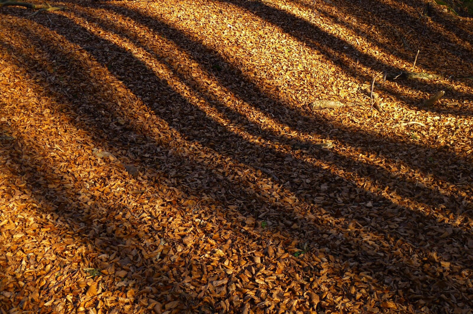 Panasonic Lumix DMC-LX5 sample photo. Leaves, shadow, autumn photography