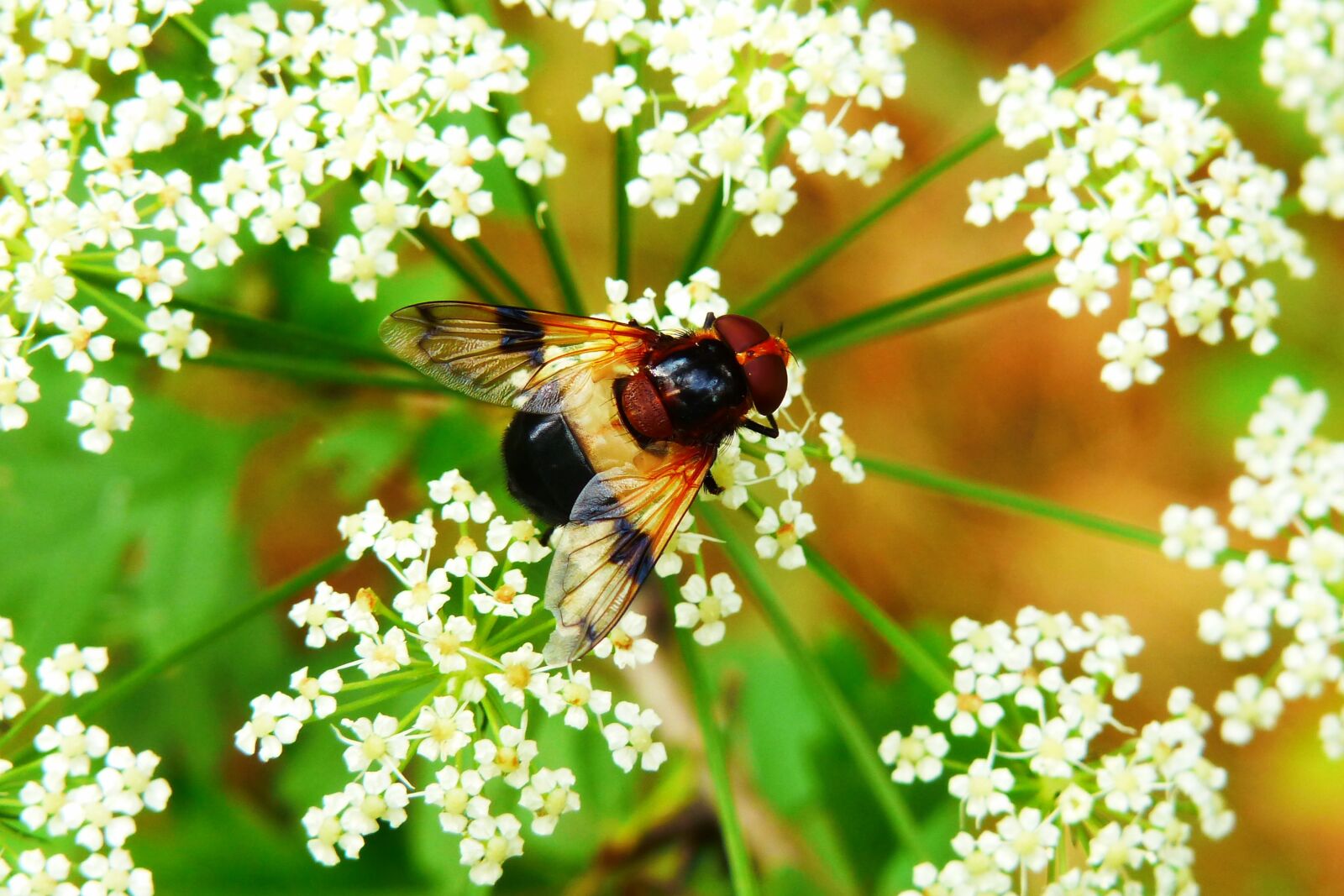 Panasonic Lumix DMC-FZ200 sample photo. Trzmiel wka forest, insect photography