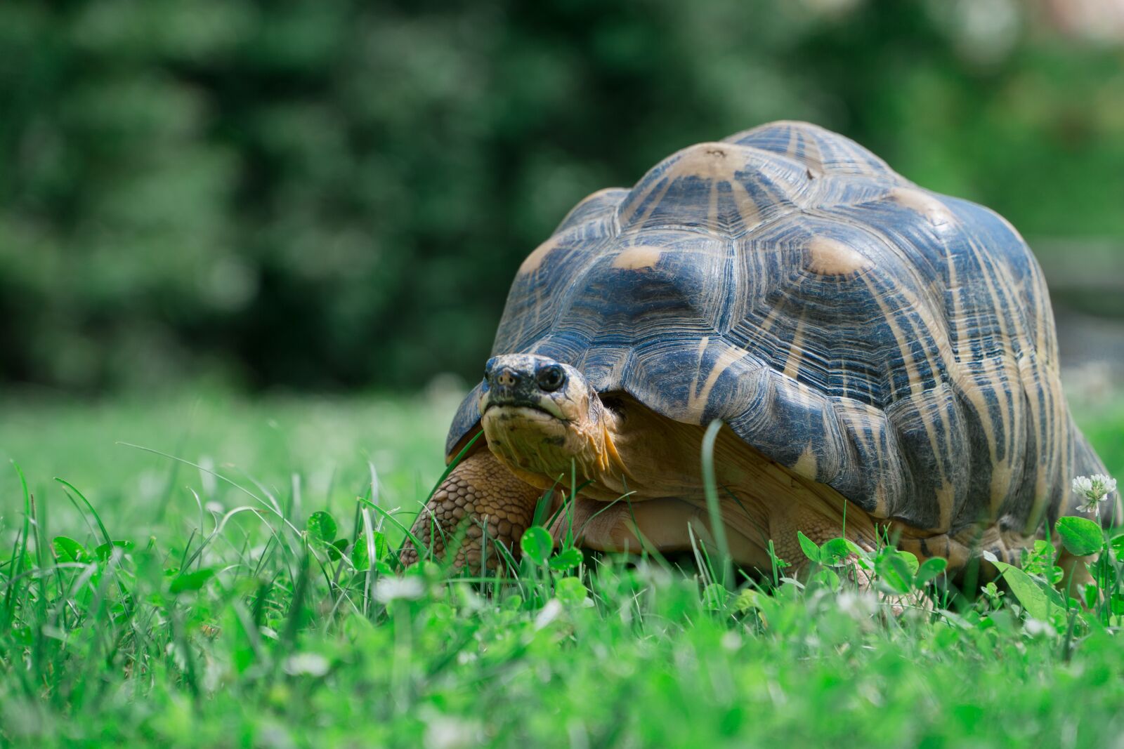 Sony a6000 + Sony E PZ 18-105mm F4 G OSS sample photo. Animal, turtle, zoo photography