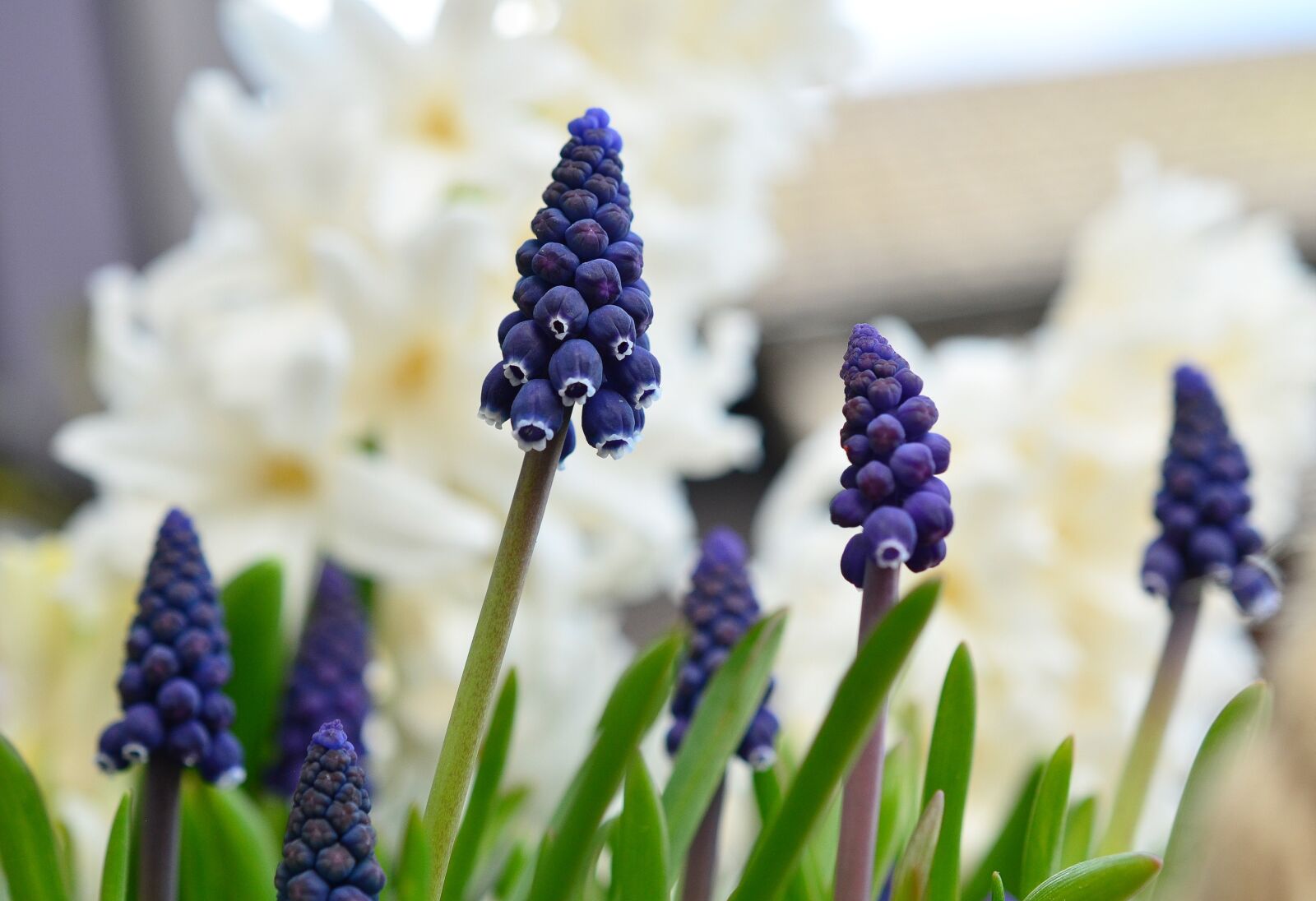 Nikon D5100 sample photo. Grape hyacinth, hyacinth, spring photography